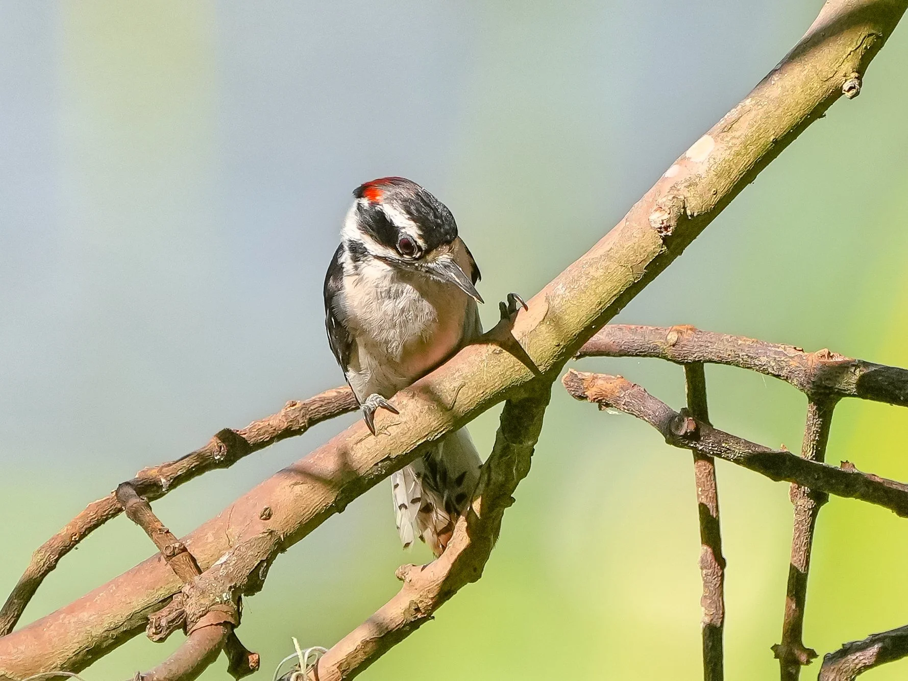 2026-7-12 - Downy Woodpecker 0000.jpg