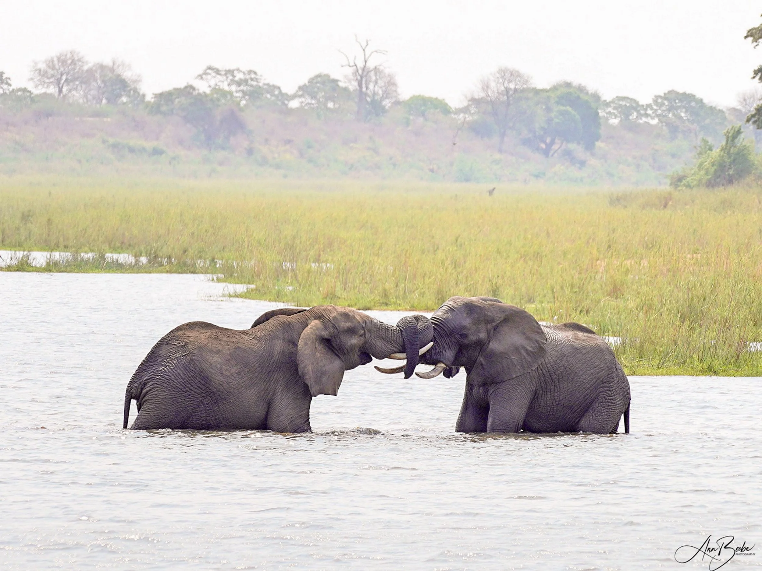 Africa - Kruger - ellies playing 2 - signed.jpg