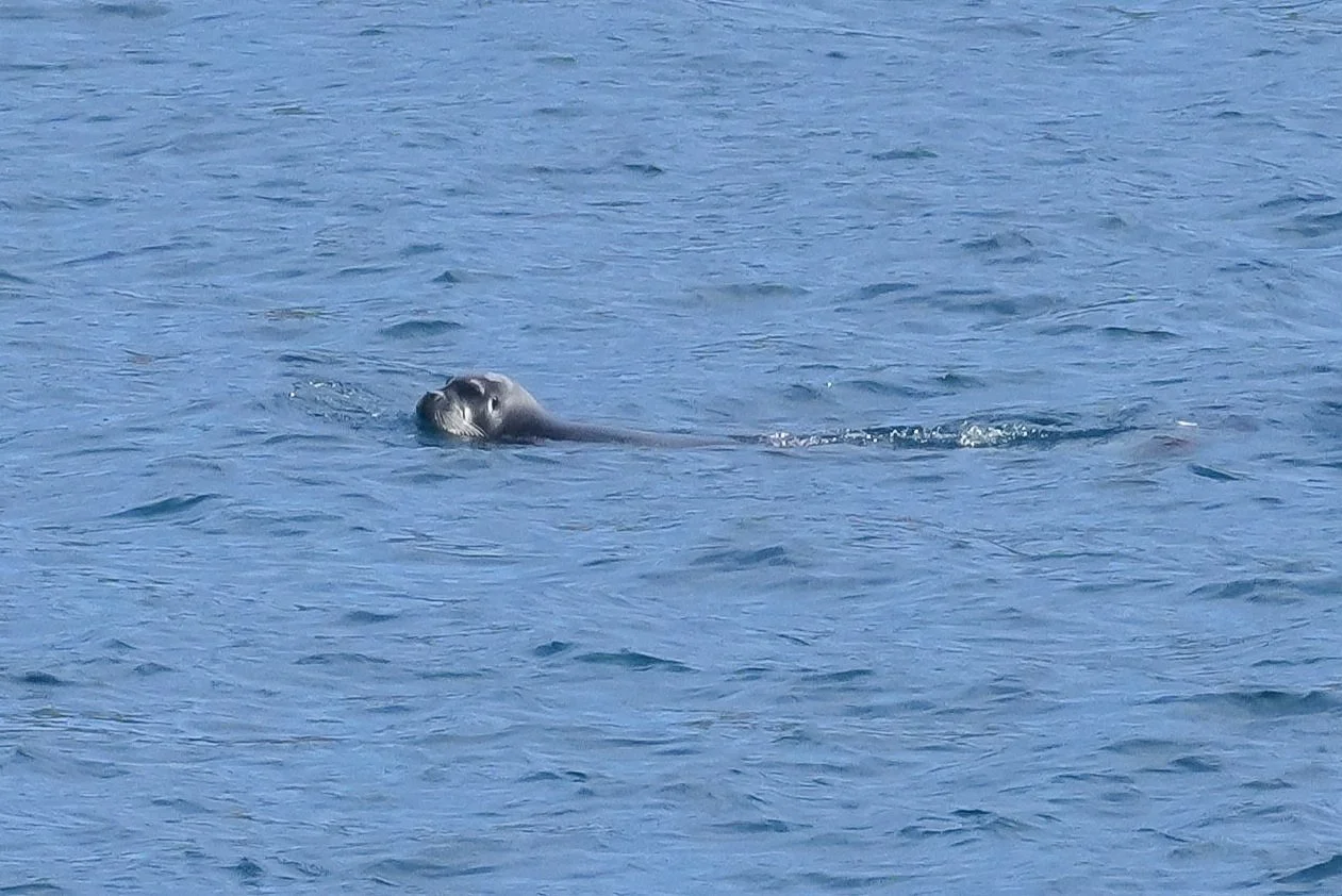 2026-8-25 - Port Leopold - what seal 1.JPG
