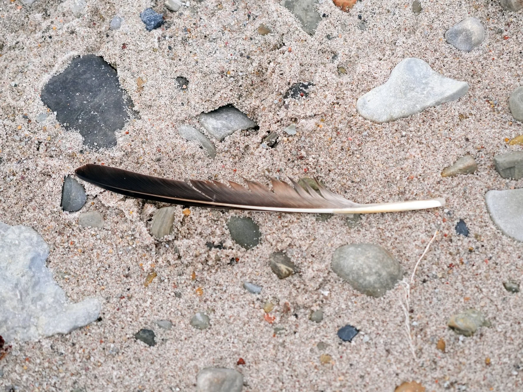 2026-8-21 - Feather and stones - Jenny Lind Island 1 - small.jpg