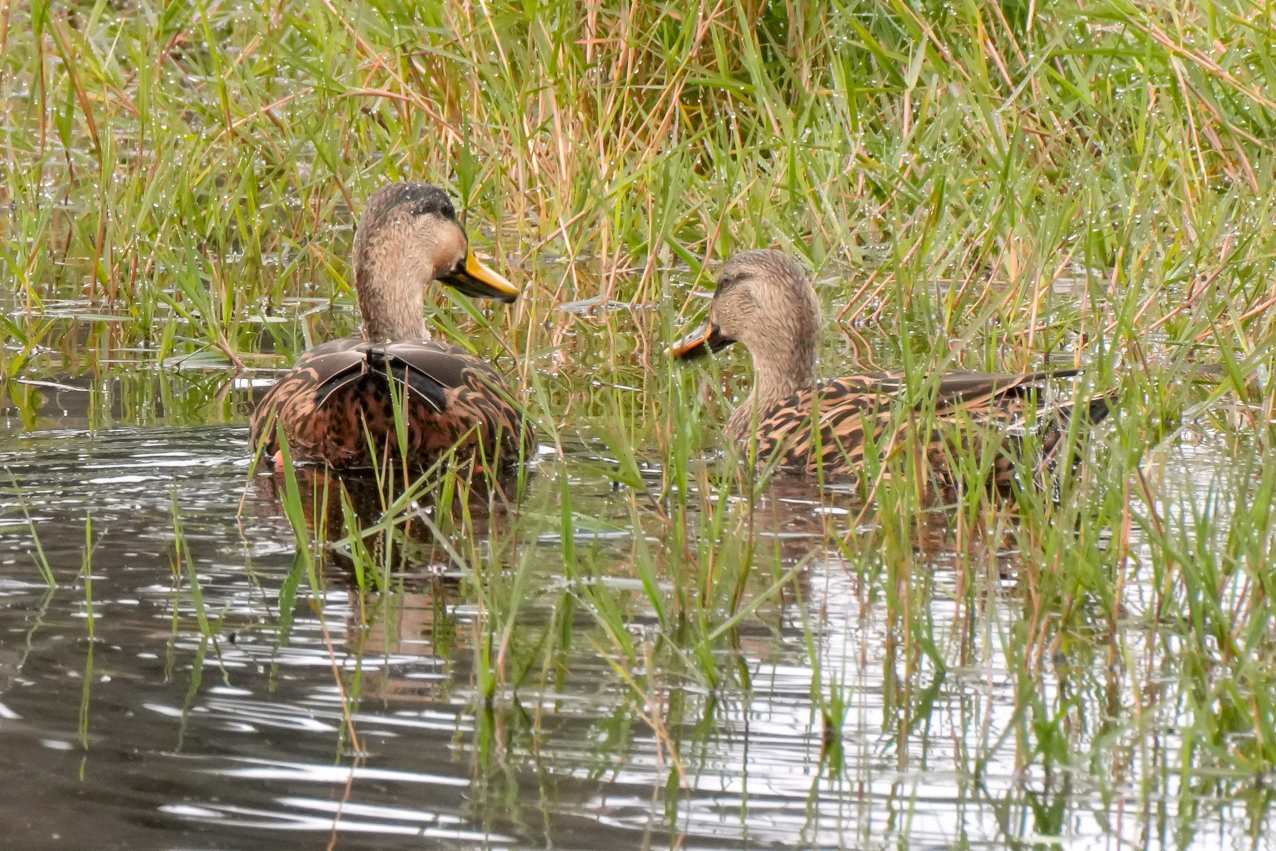 2026-1-7 - Eustis FL - Mottled Ducks 1.jpg