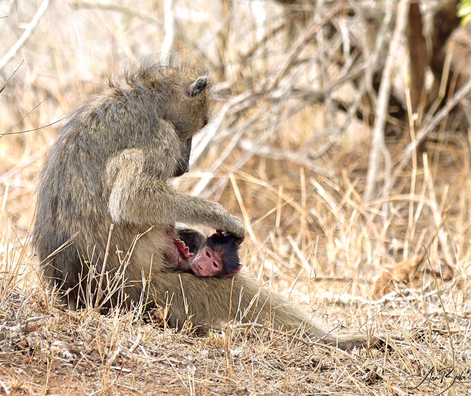 Kruger - baboon and baby 3 - signed.jpg