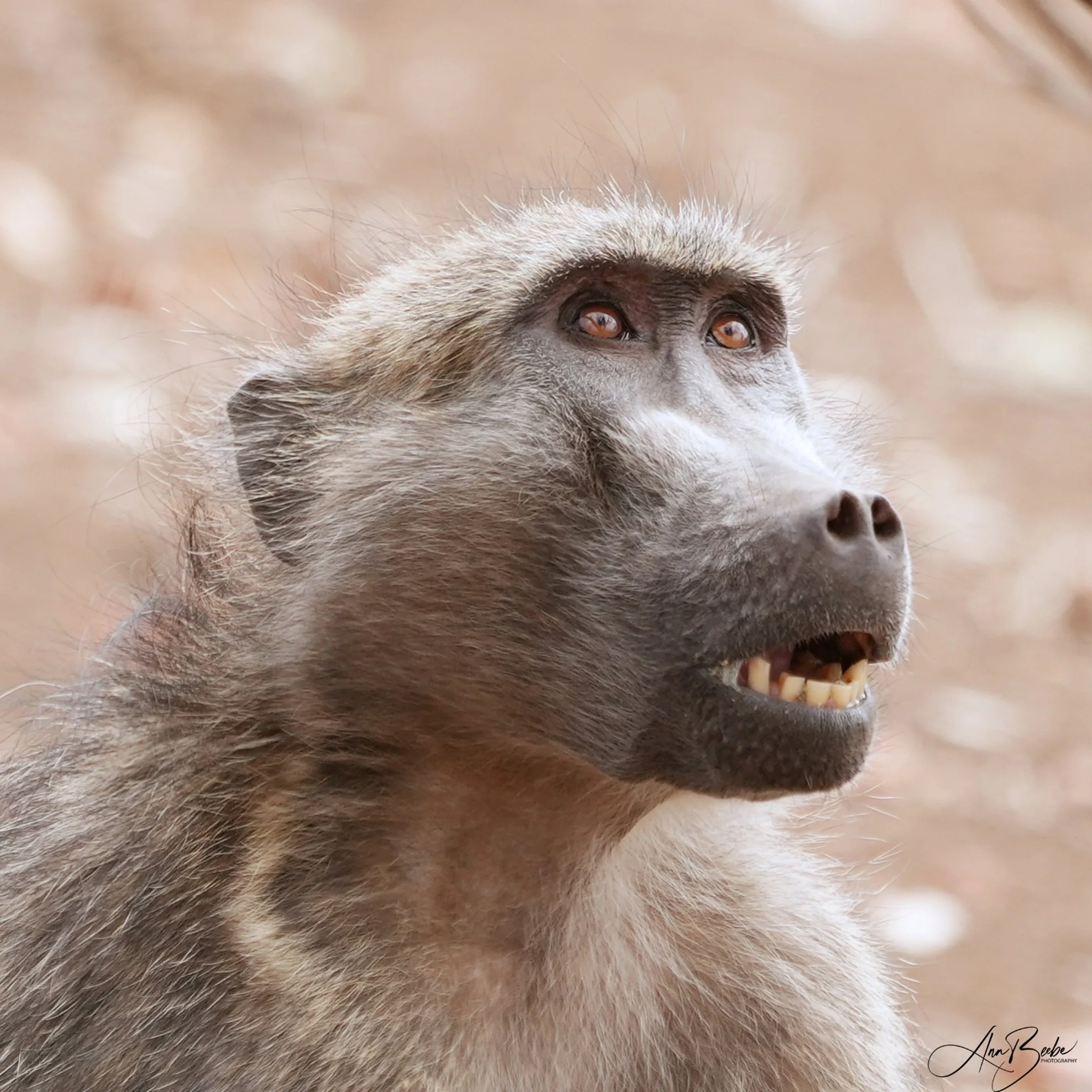 Baboon - portrait 1 - Kruger - signed.jpg