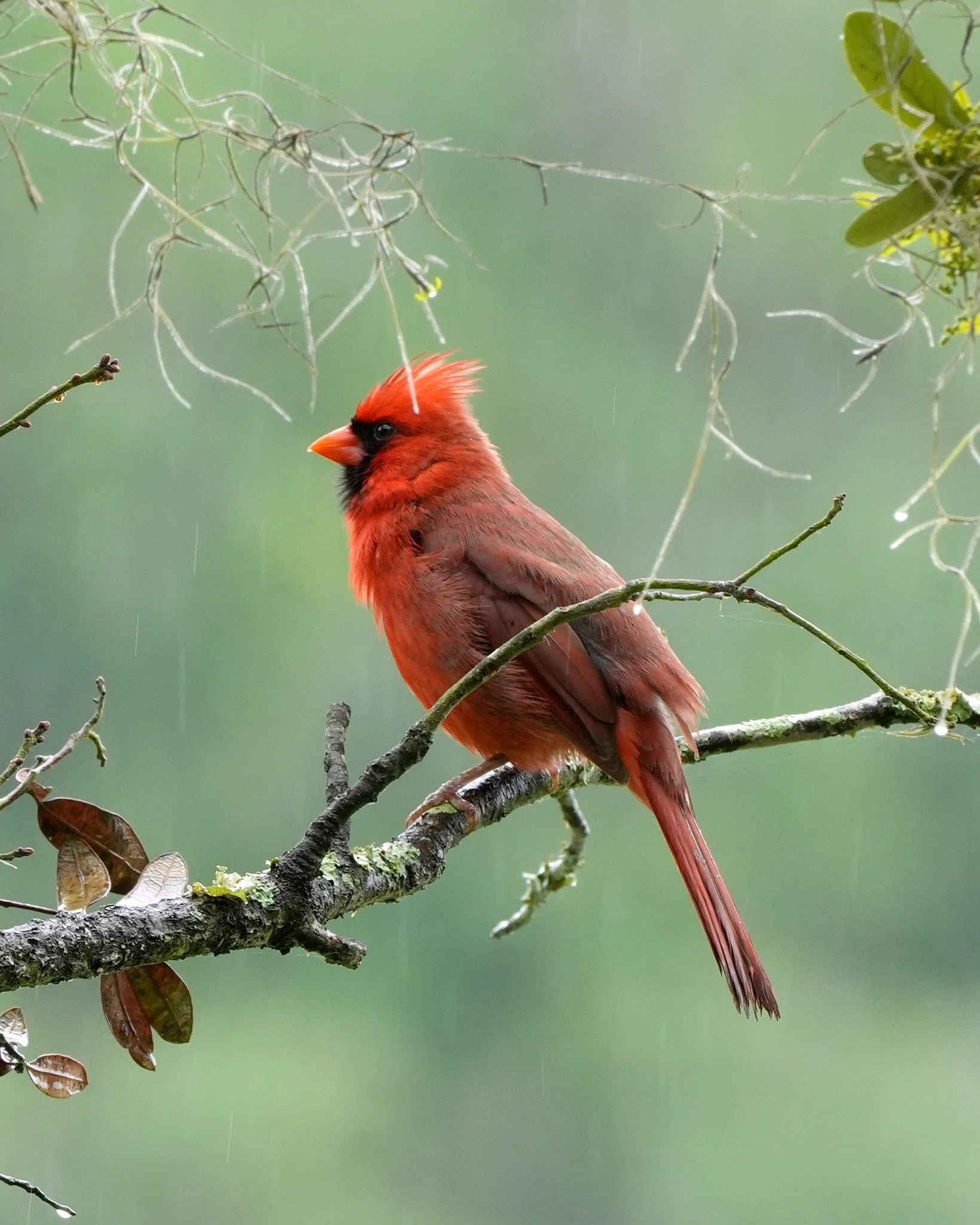 Day 98: A bright male cardinal in the rain.