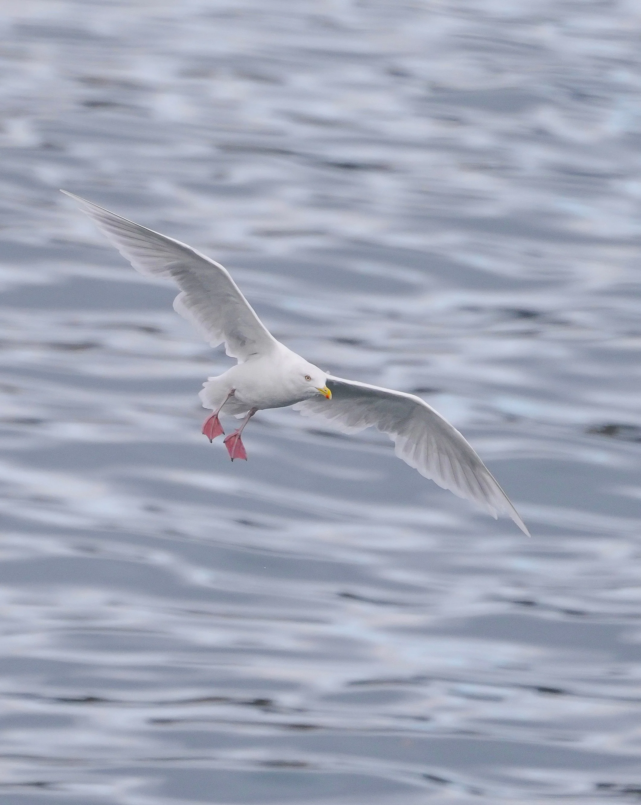 2026-9-1 - Sismiut - iceland gull 00 (1).JPG