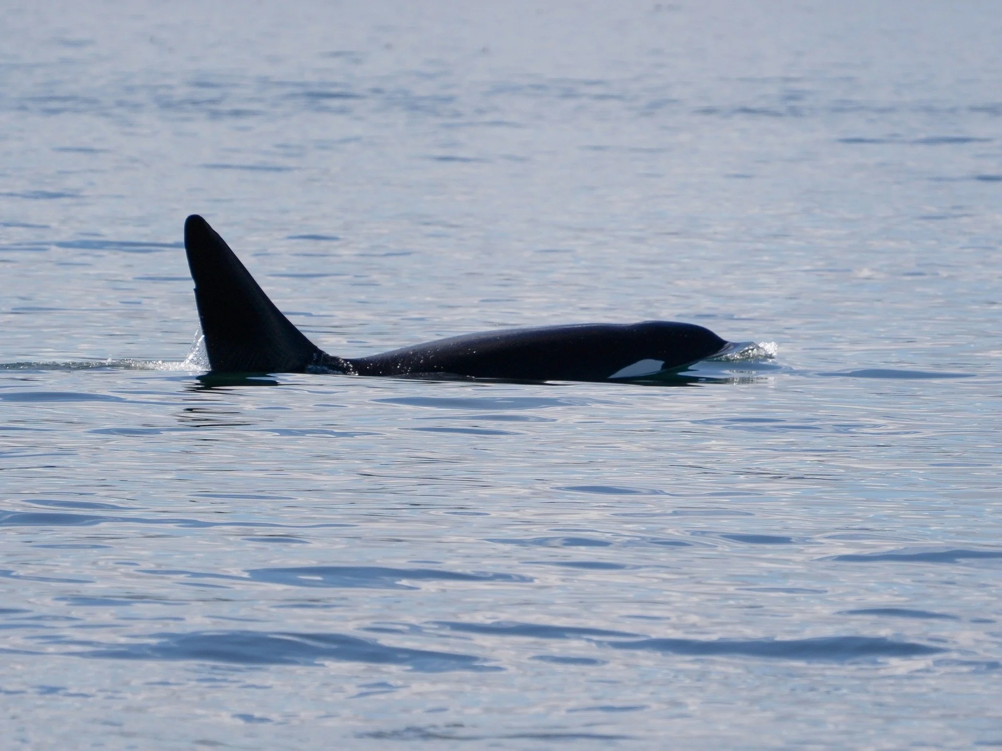 2026-3-21 - Orca - Puget Sound.jpg