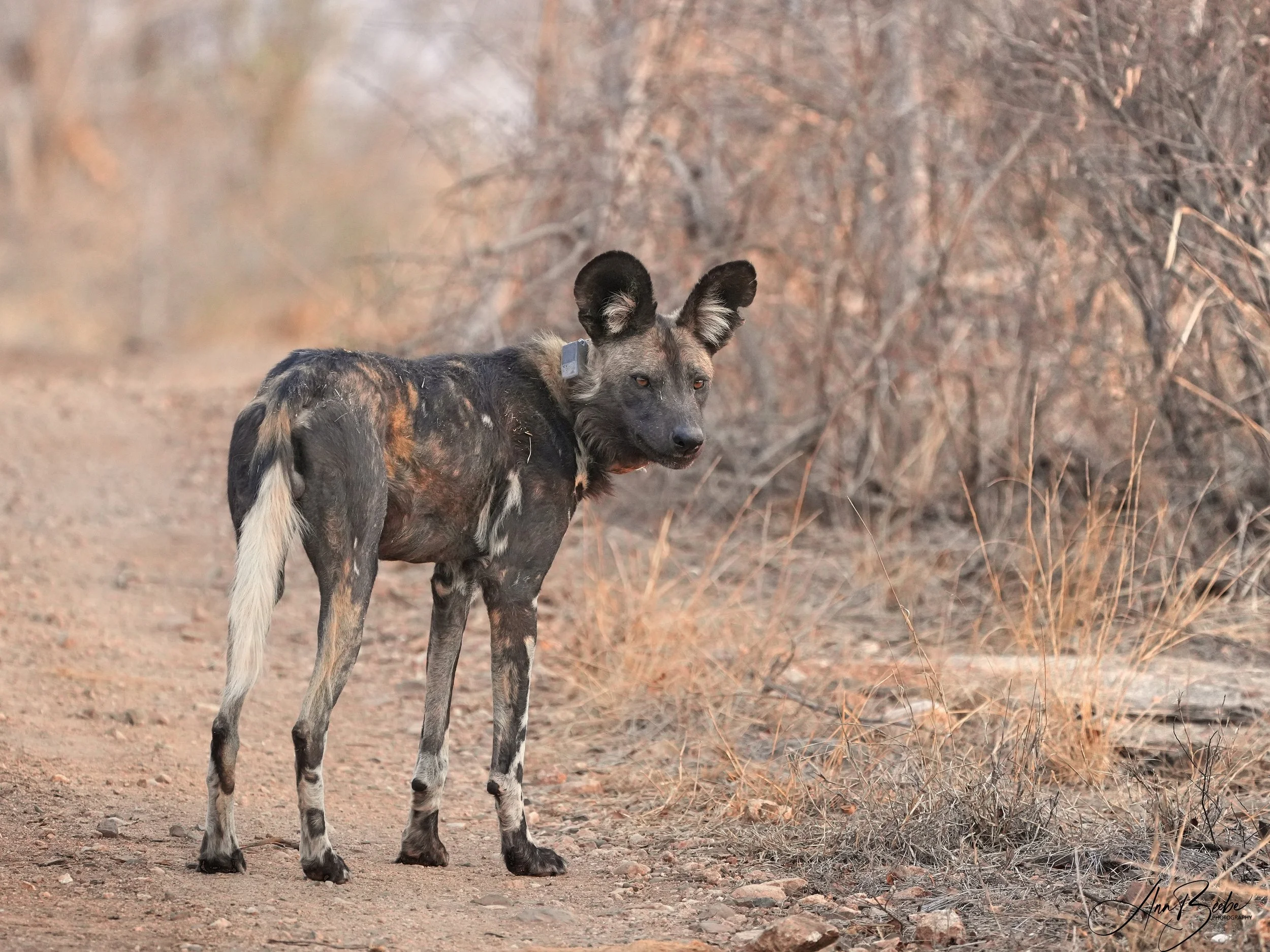 Wild dog 1- Sausage Tree - signed.jpg