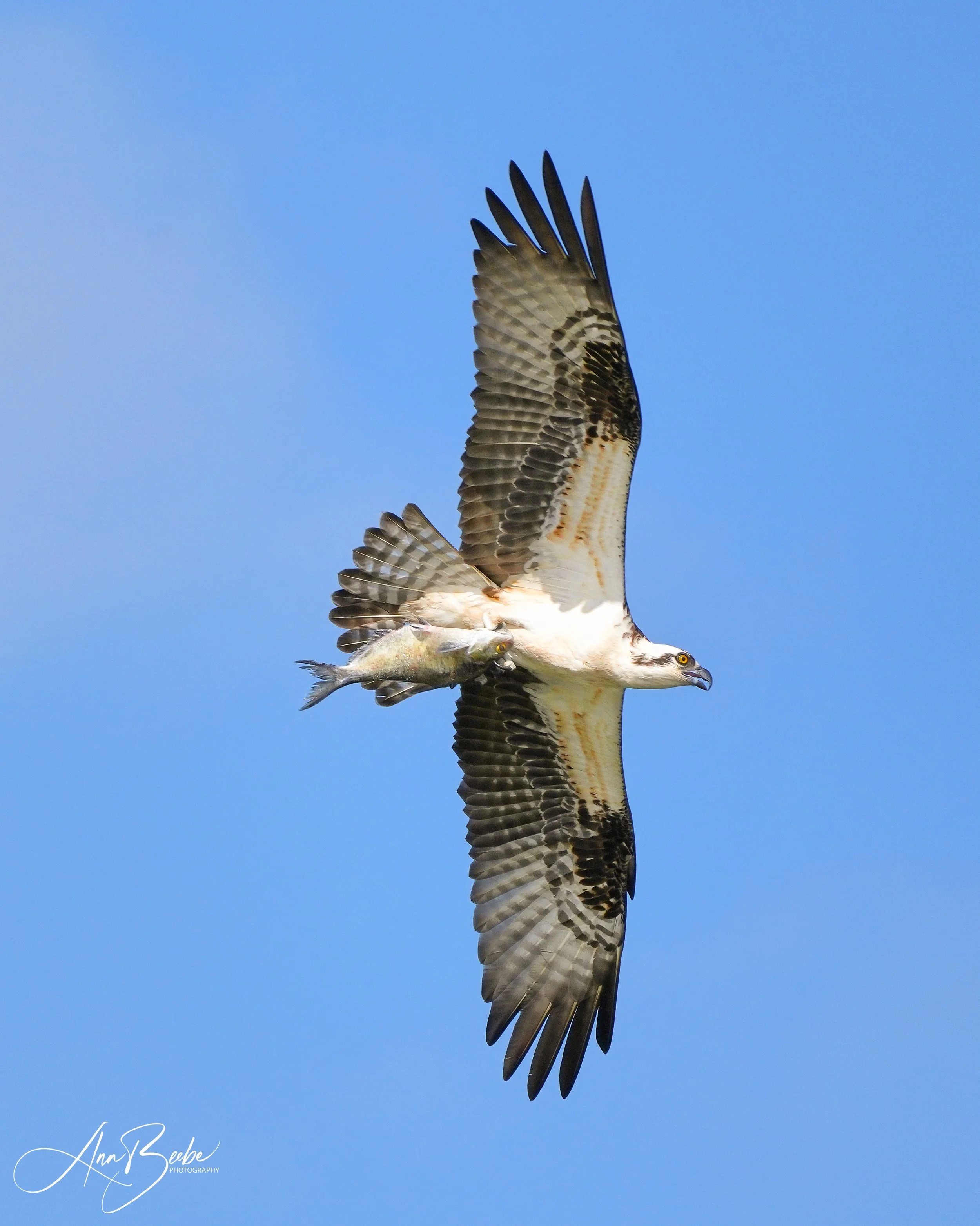 0 Osprey flying with fish 0 best signed.jpg