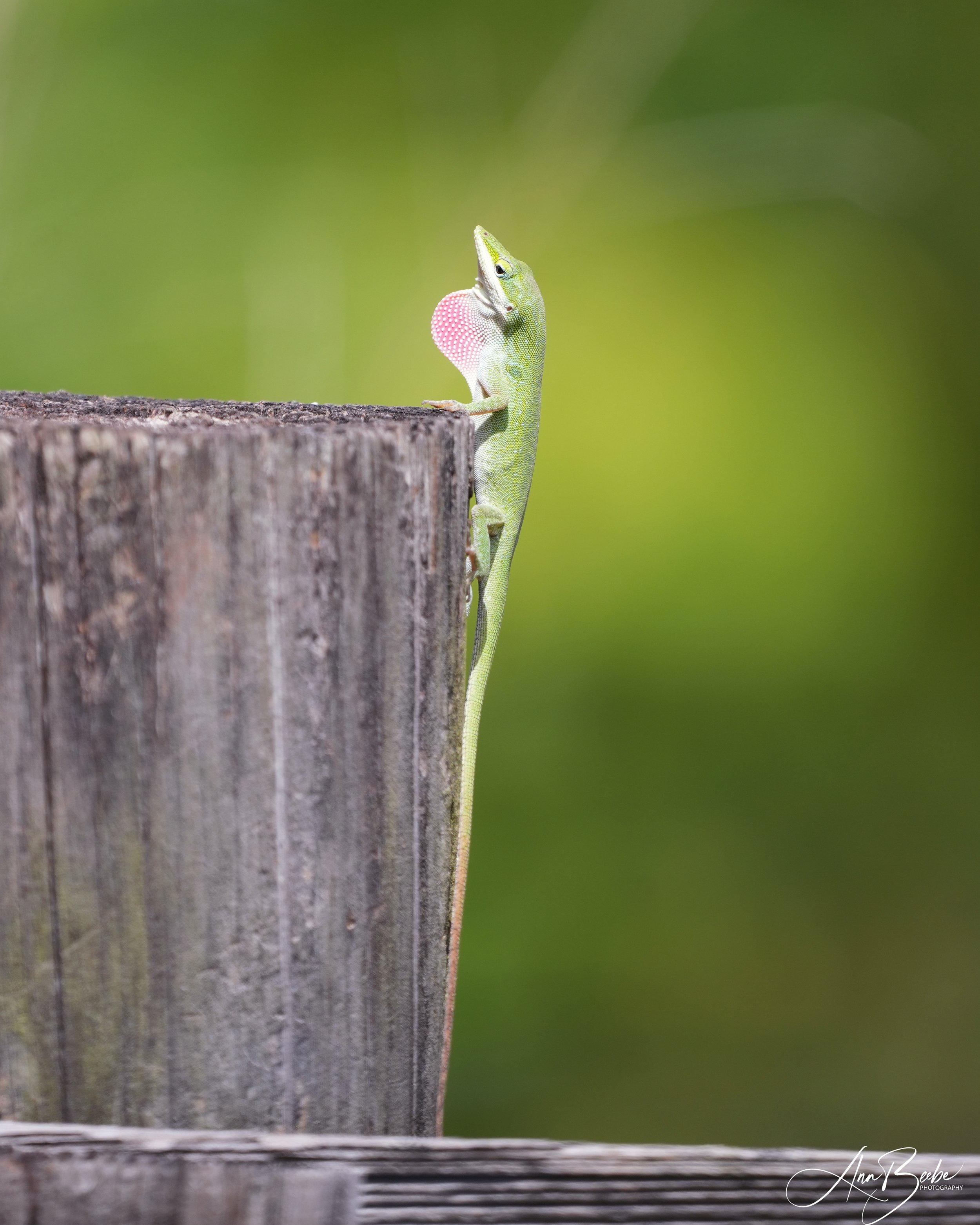 Lizard Green 1 - signed.jpg