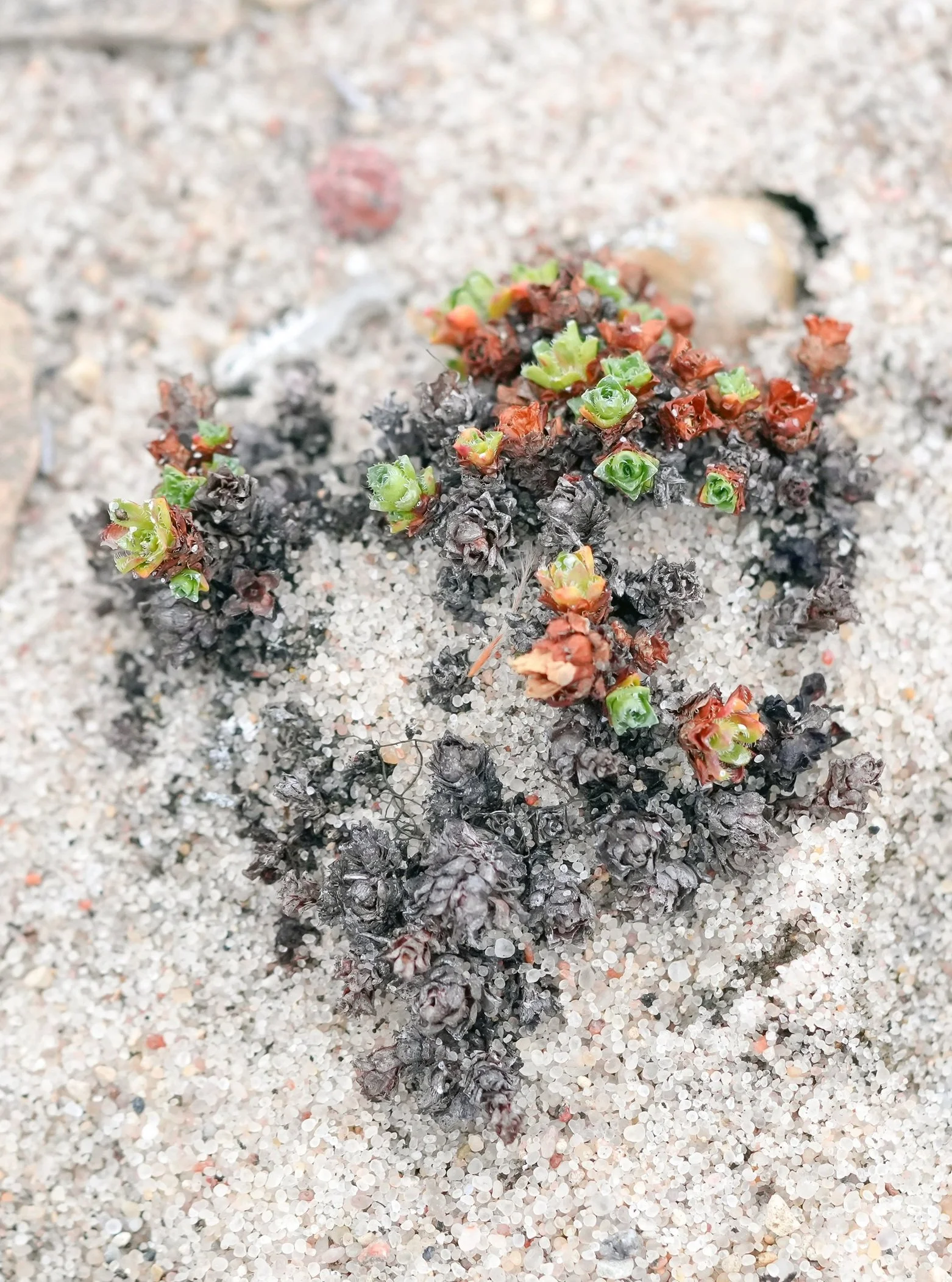 2026-8-21 - Jenny Lind Island - nodding saxifrage 1 - small.jpg