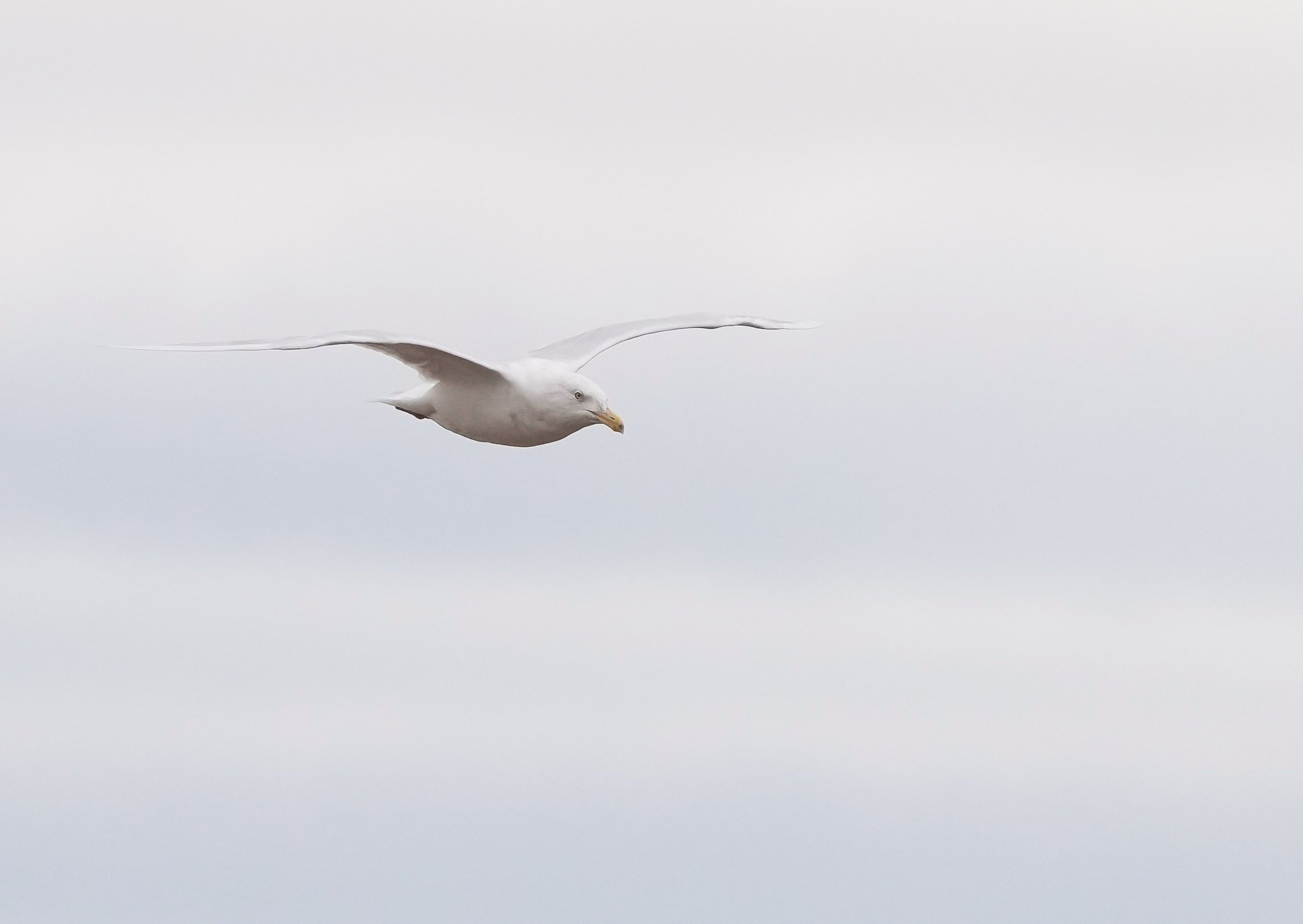2026-8-20 - Glaucus gull 2 - small.JPG