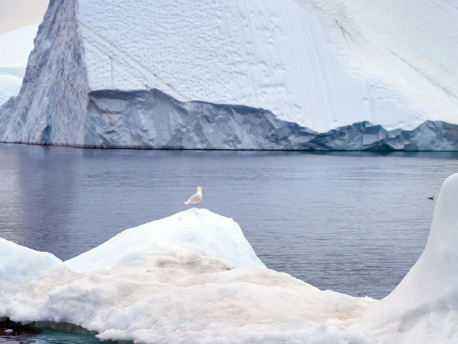2026-8-31 - Ilulissat - ice and gull 1.jpg
