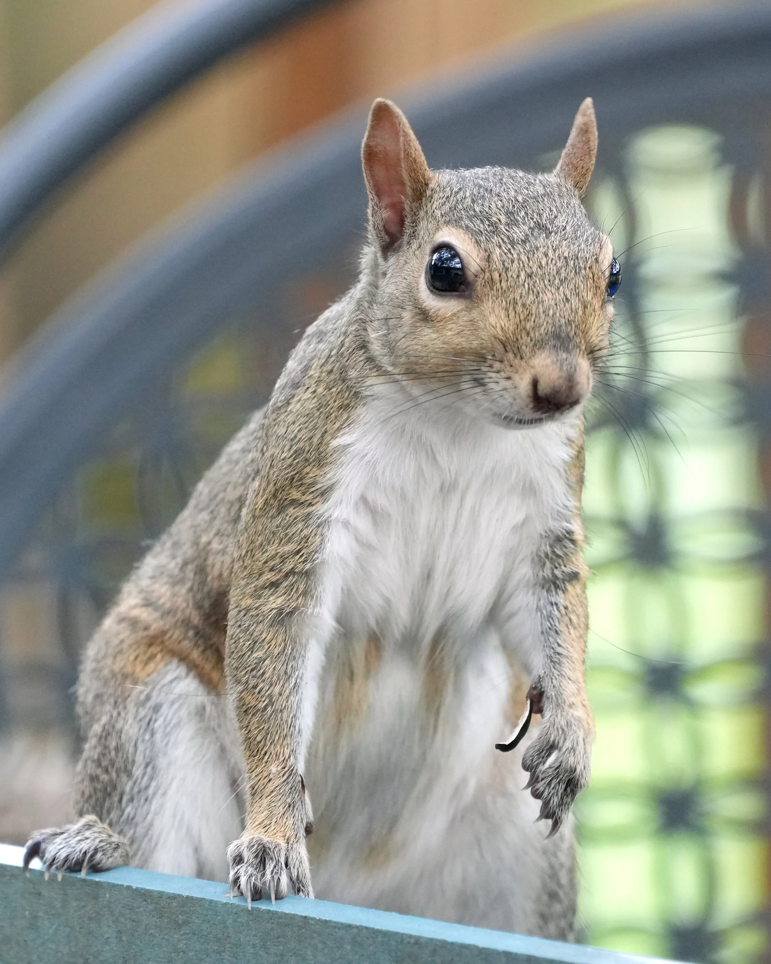 2026-7-19 - Squirrel smiling at me.jpg