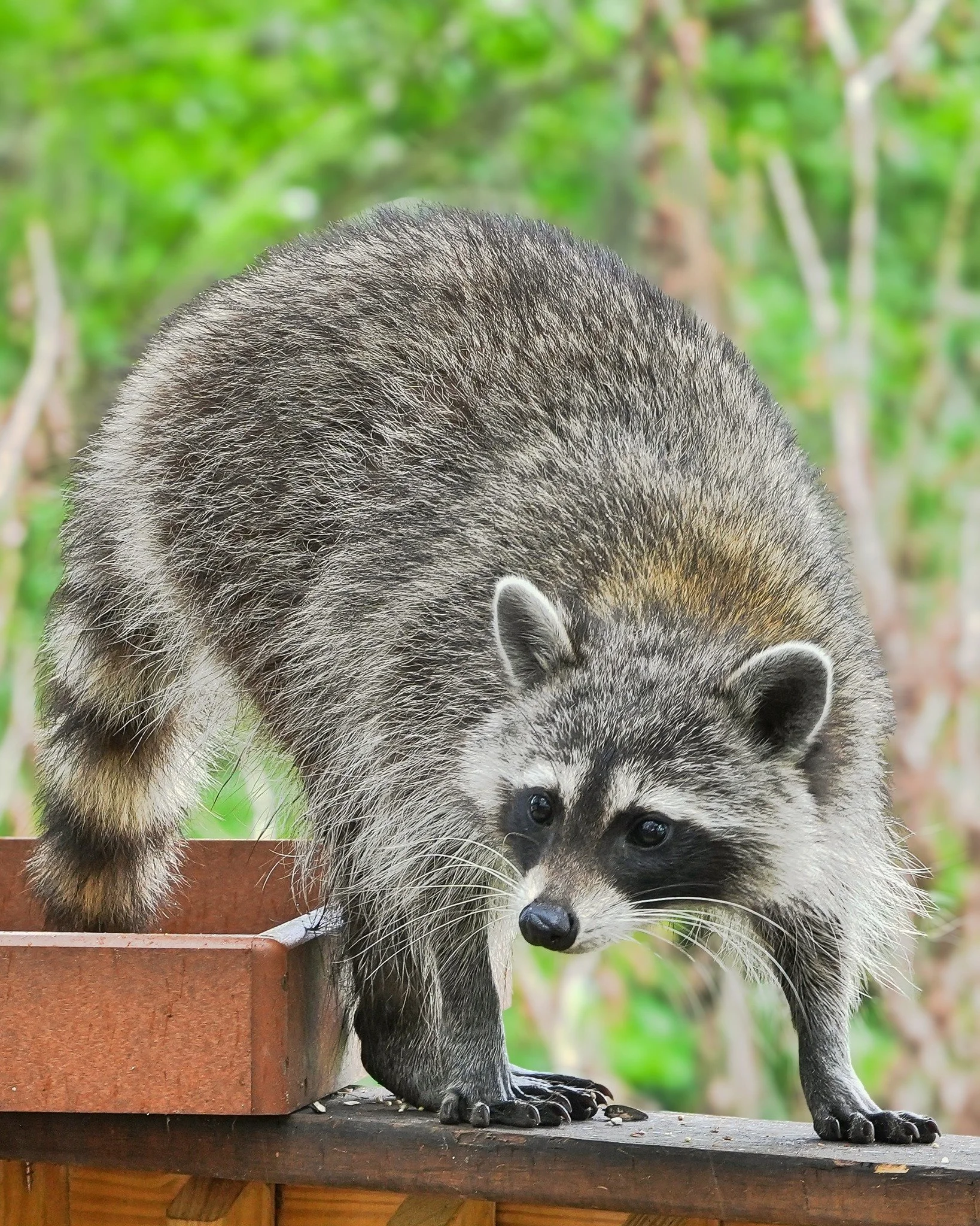2026-4-9 - Raccoon visiting my bird feeders.jpg