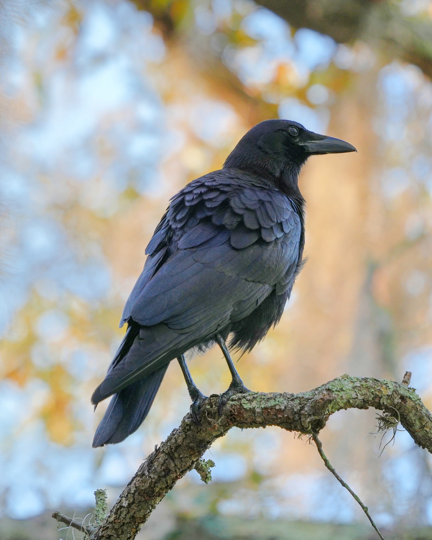 Day 86: An American Crow in my yard. I just love watching the crows. They come flying across the lake when I call them in the morning after putting the feeders out.