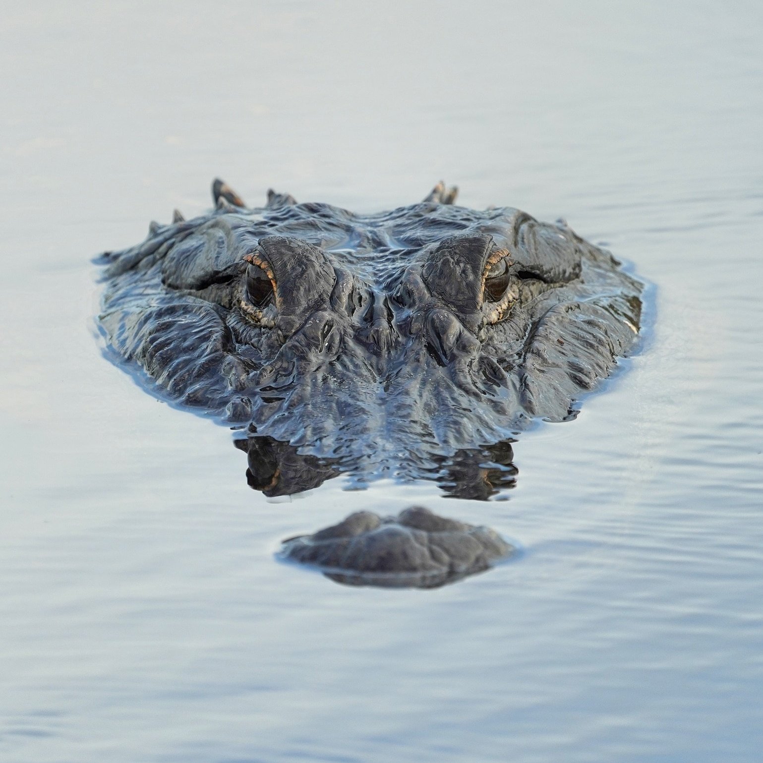Reptiles