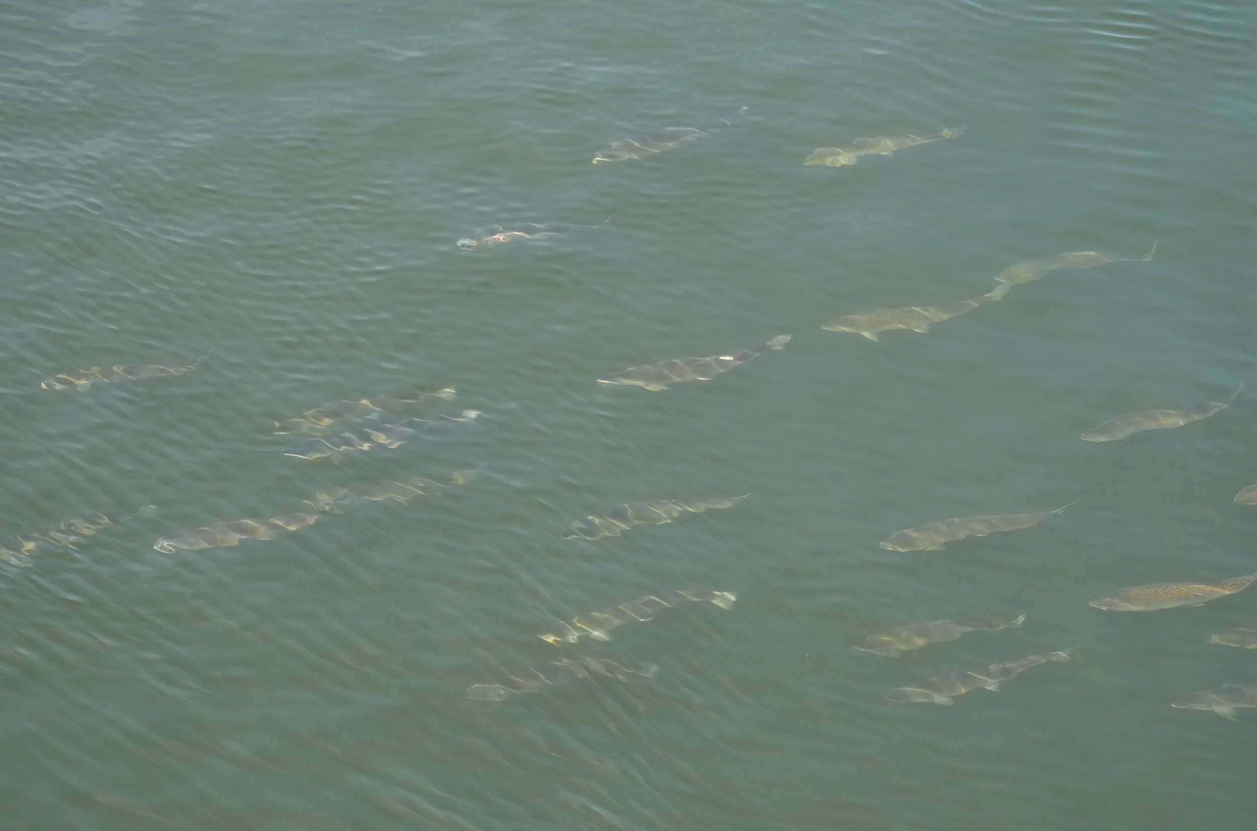 2026-8-9 - School of salmon at Ballard Locks 0 small.jpg