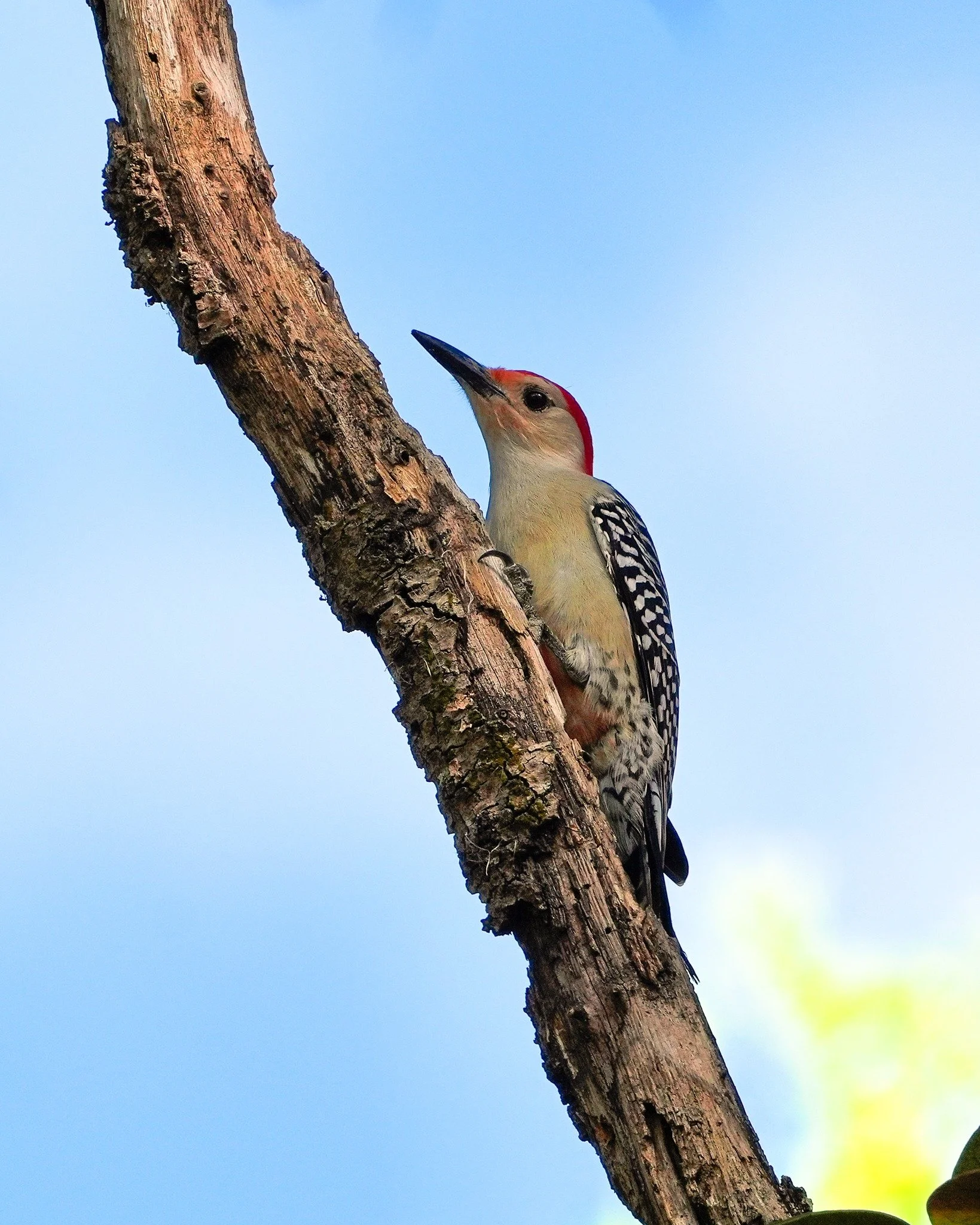 2026-4-4 - Red-bellied Woodpecker looking for bugs.jpg