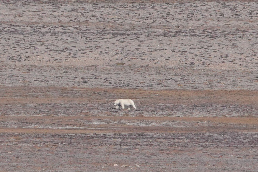 2026-8-23 - Coningham Bay - Polar Bear 2.JPG