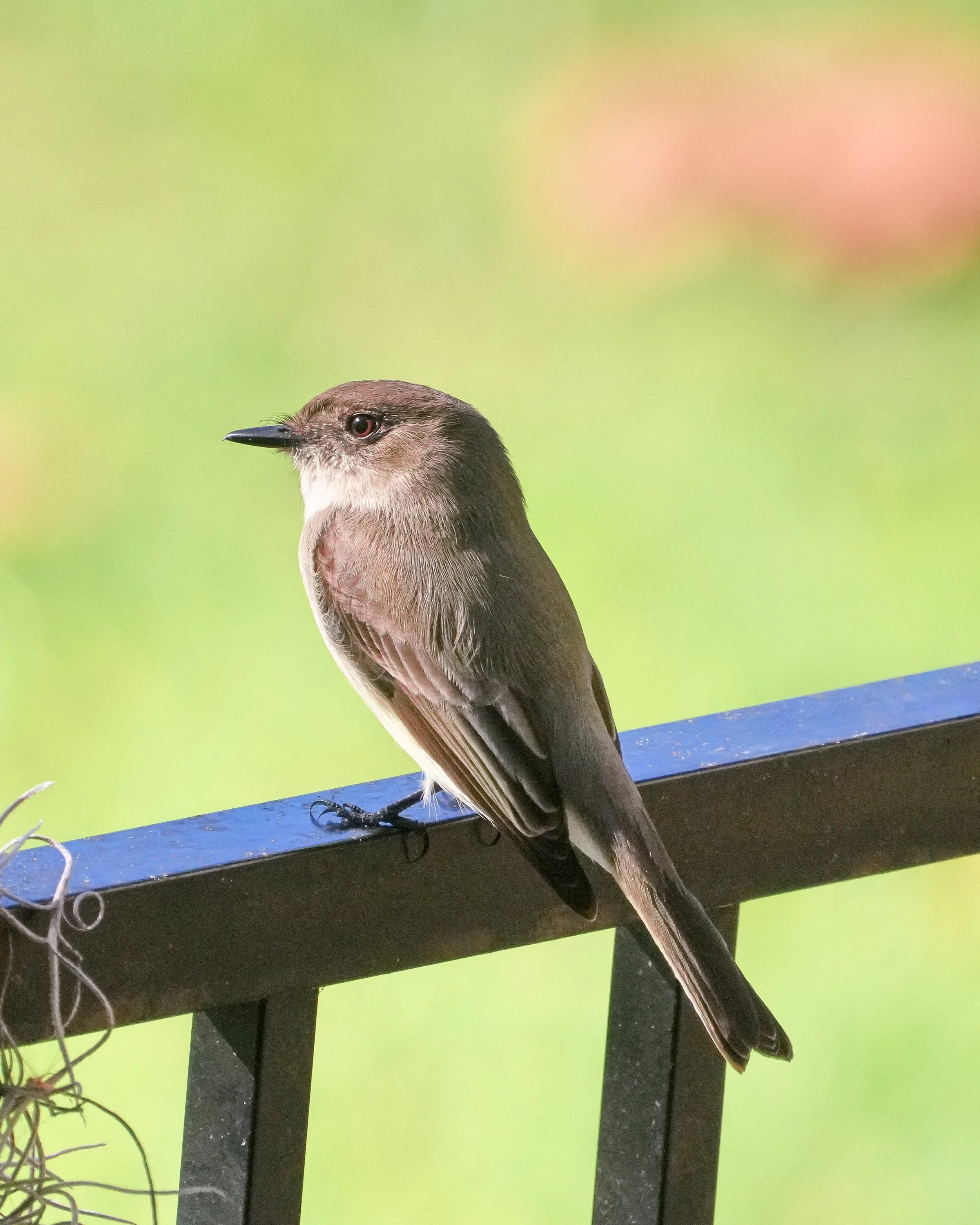 2026-1-10 - Eastern Phoebe 2.jpg
