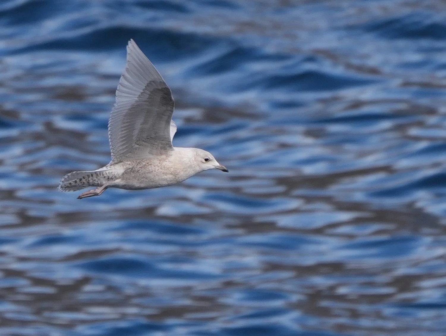 2026-9-1 - Sismiut - juvenile iceland gull 0000.JPG