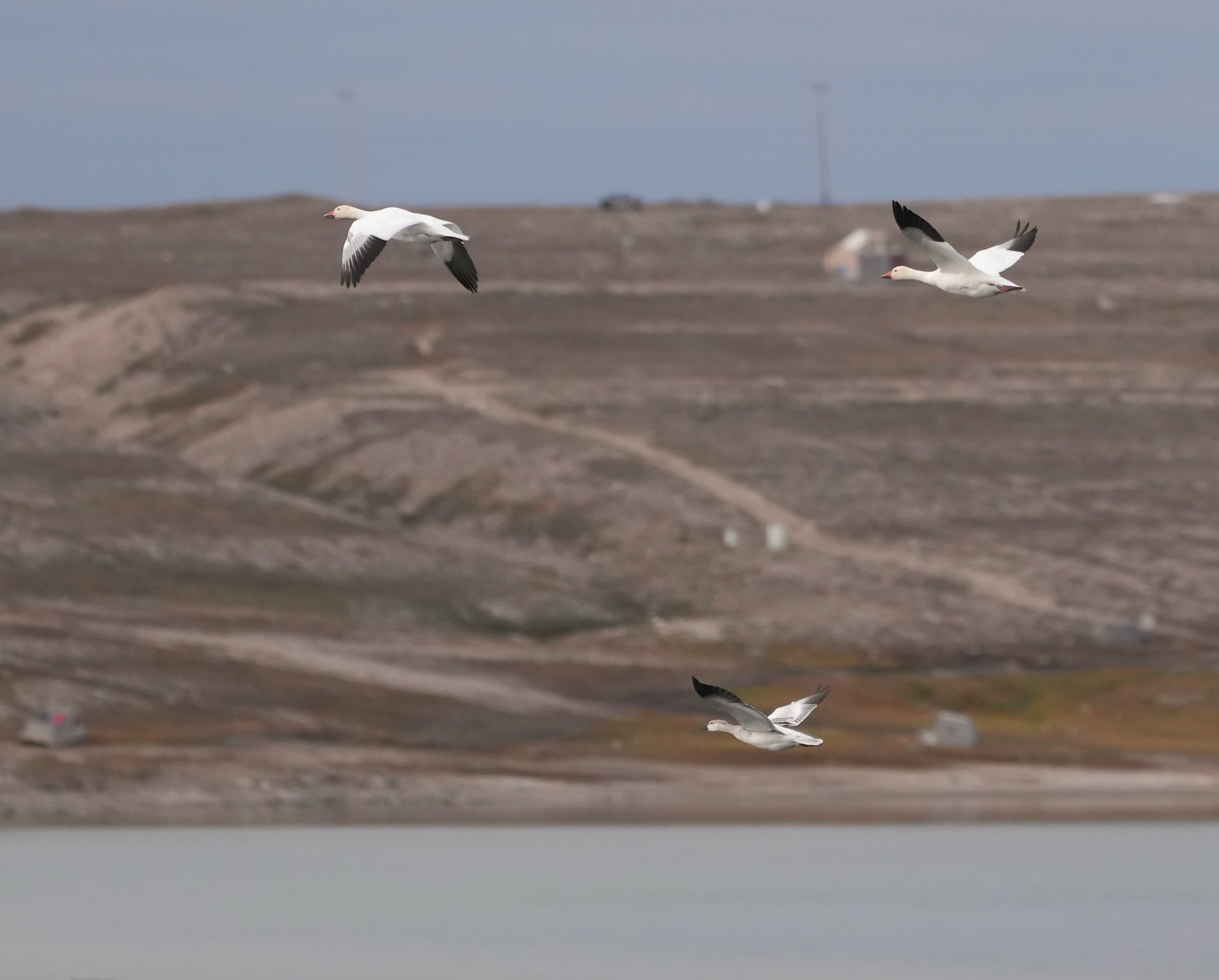2026-8-22 - Gjoa Haven - Snow geese in flight 2.JPG