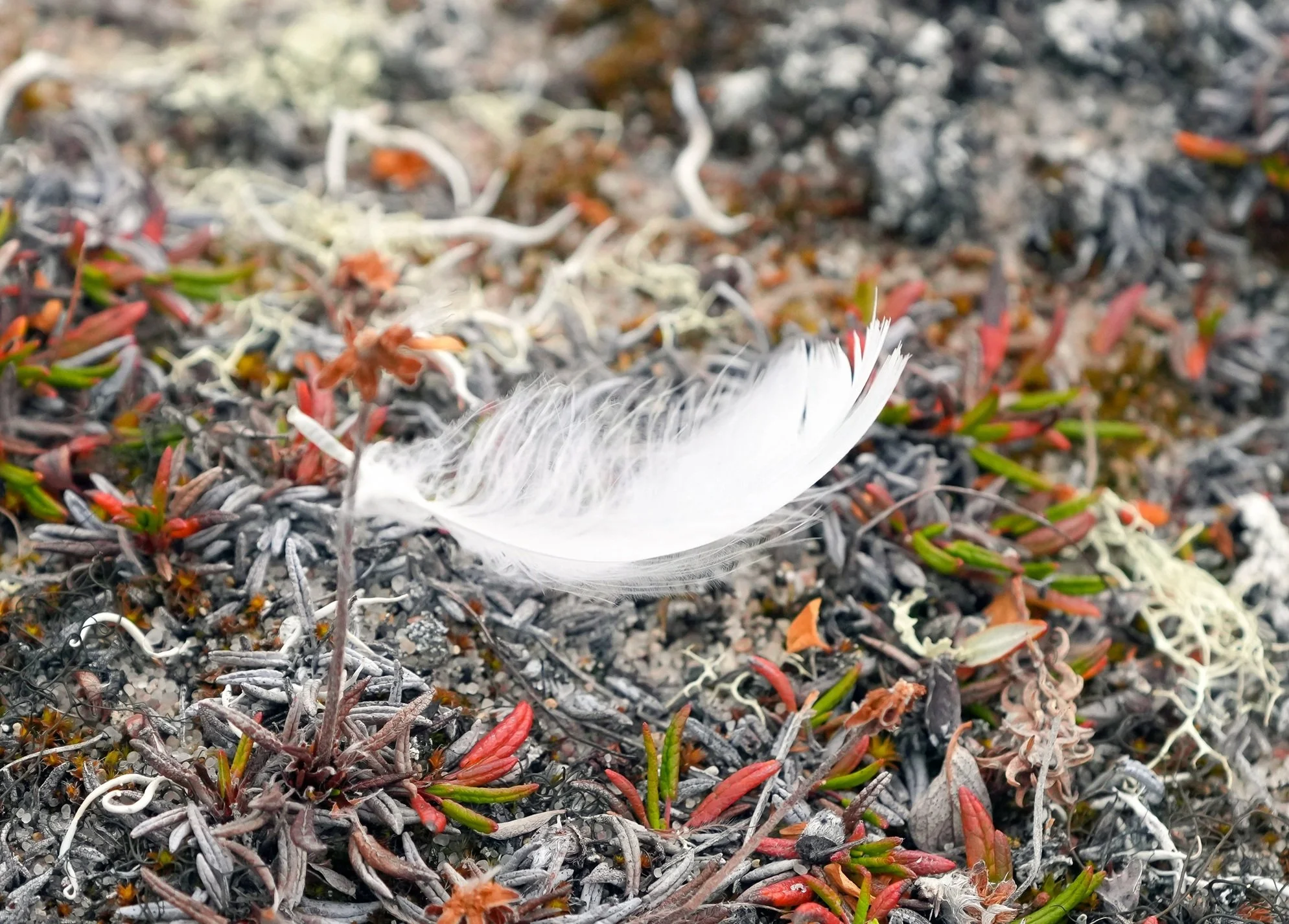 2026-8-21 - Jenny Lind Island - Feather clinging in the wind 1 - small.jpg