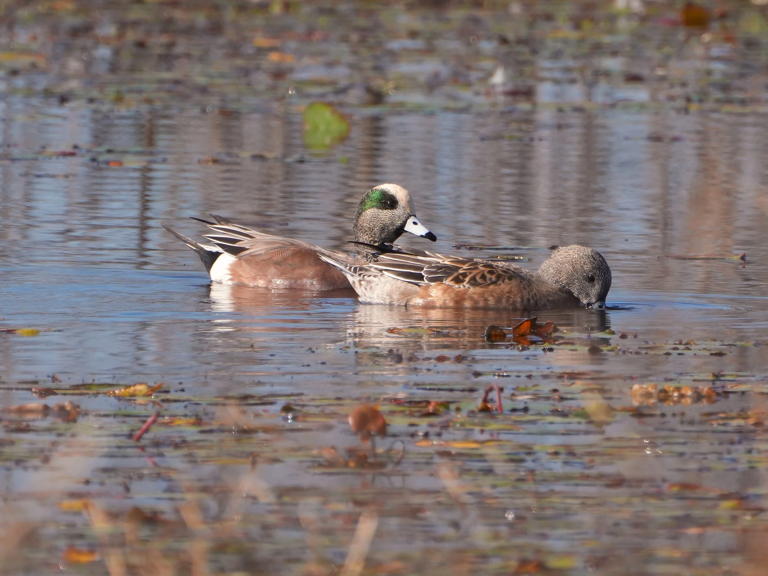 2026-1-20 - American Wigeon 2 (1).jpg