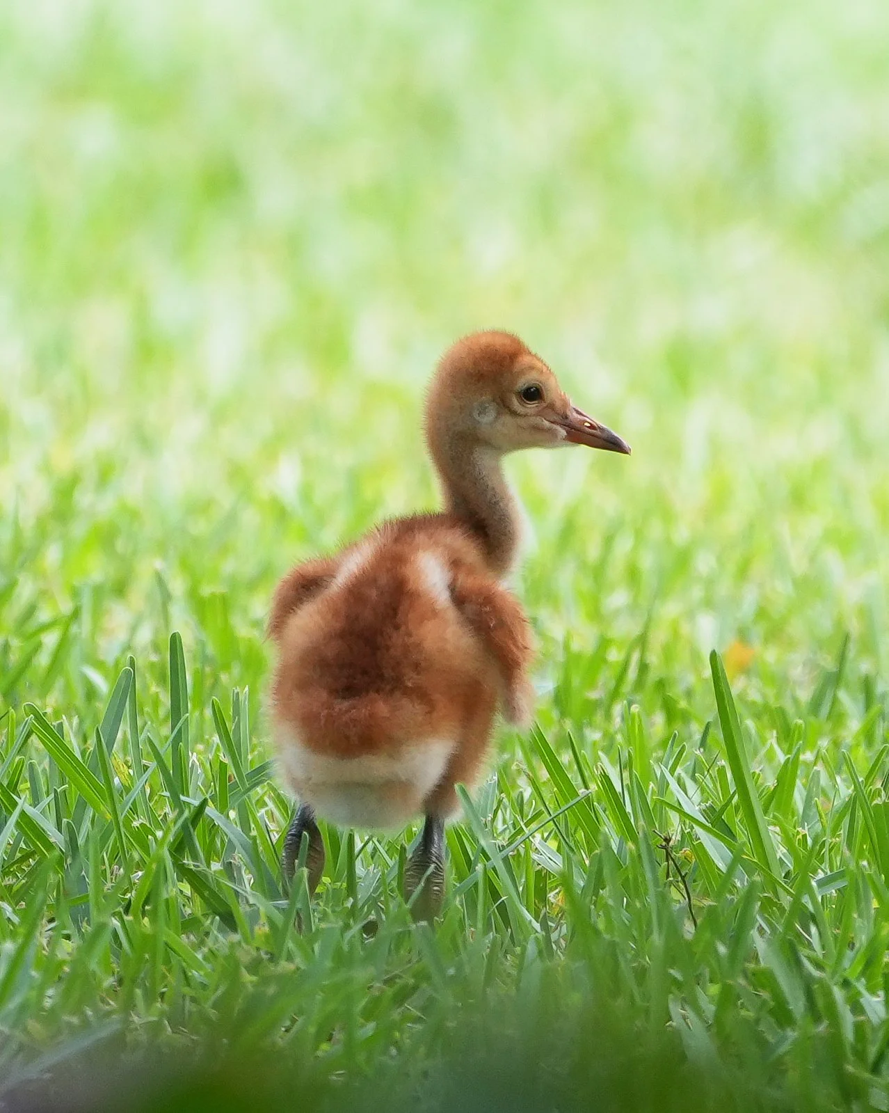 2026-5-29 - Eustis FL - Sandhill Crane Colt 3.jpg