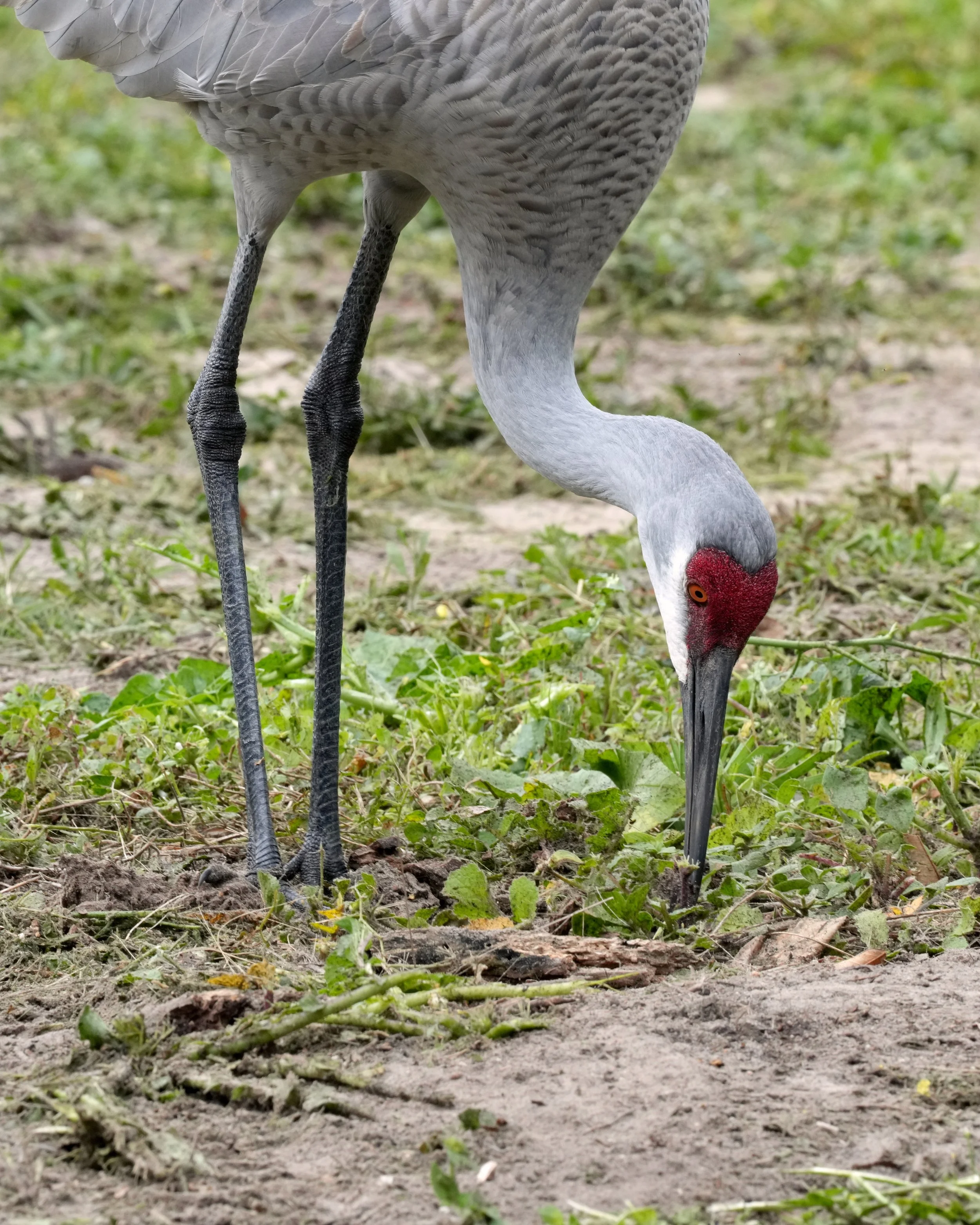 2026-1-7 - Eustis FL - Sandhill Cranes 2.jpg