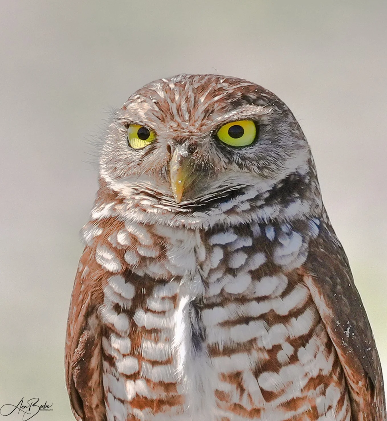 Burrowing Owl 1 - close up - signed.jpg