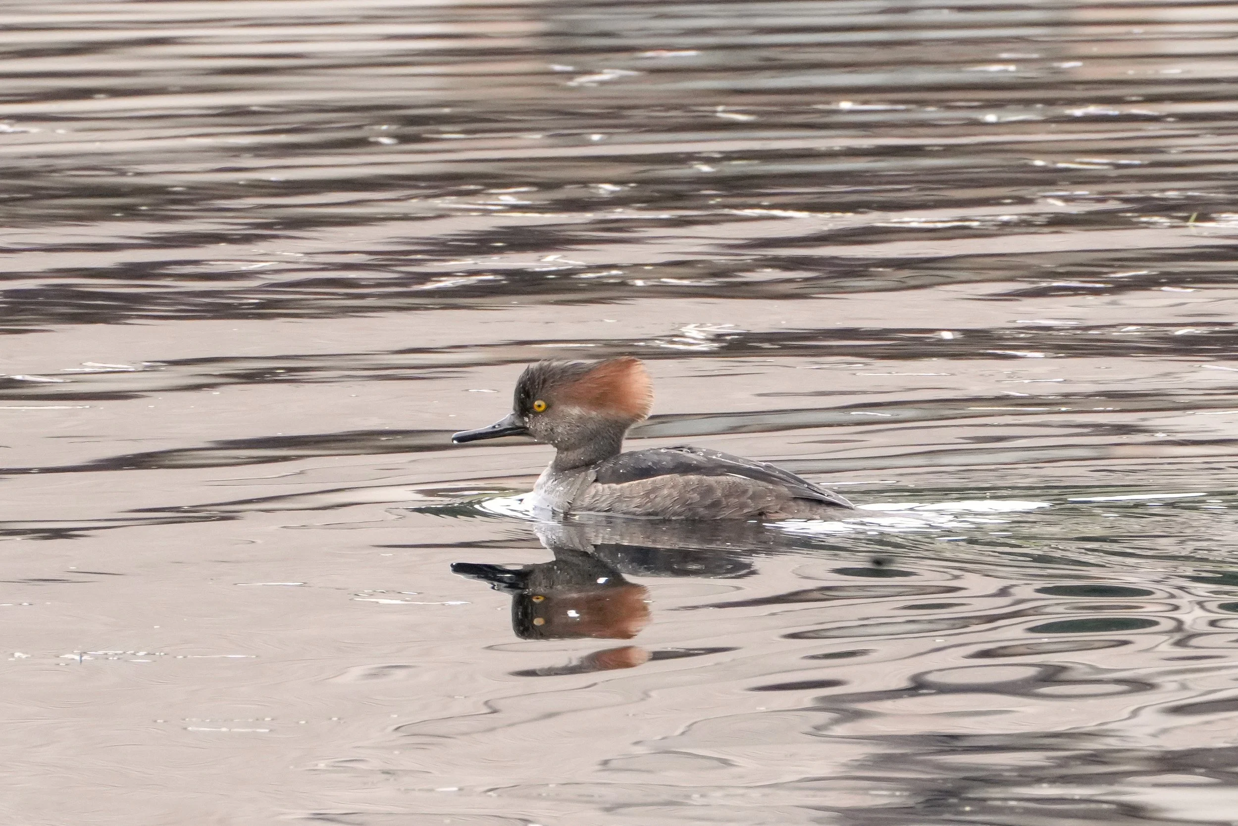 2026-1-7 - Eustis FL - Hooded Merganser - female 3.jpg