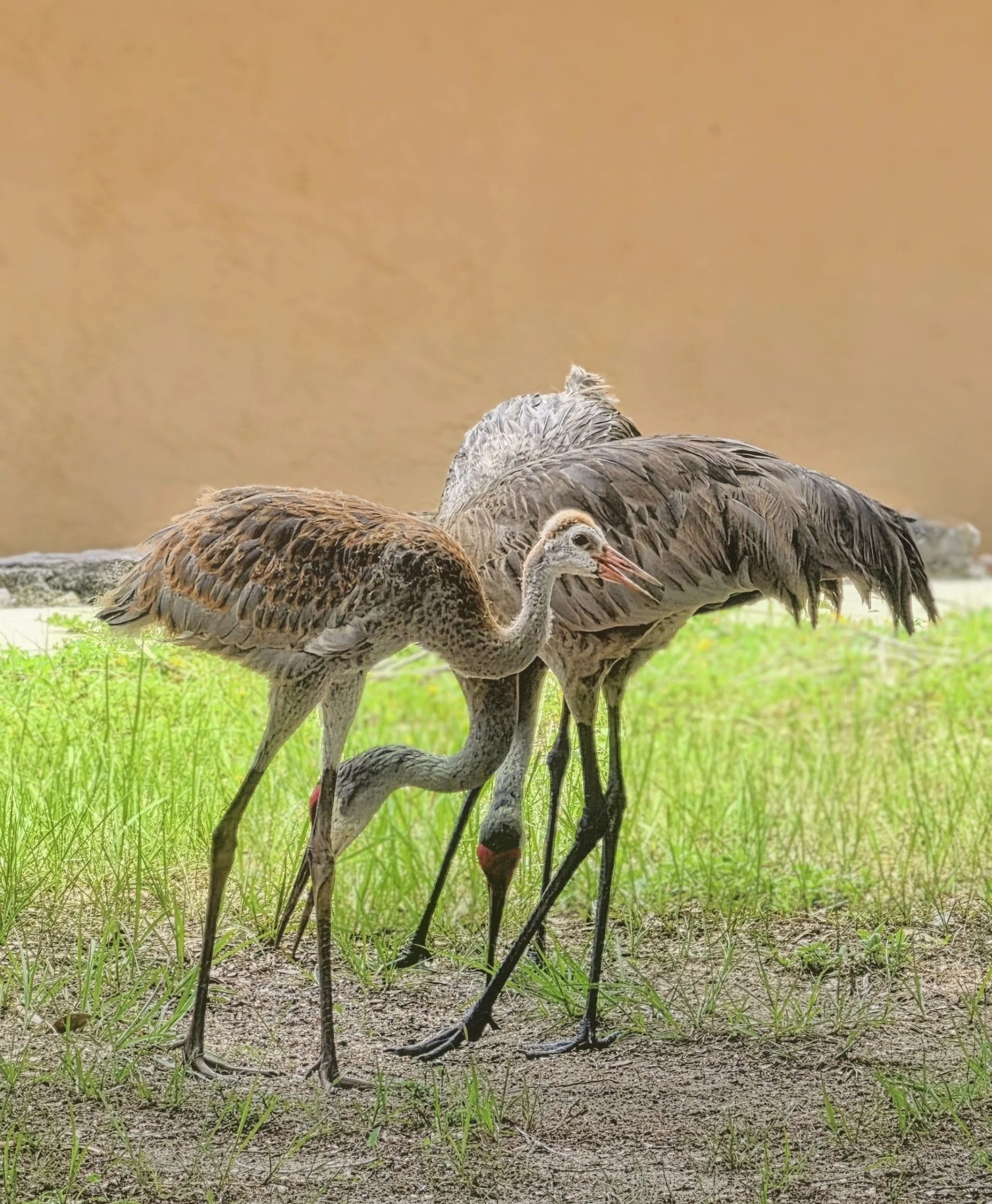 2026-7-7- Sandhill Cranes (1).jpg