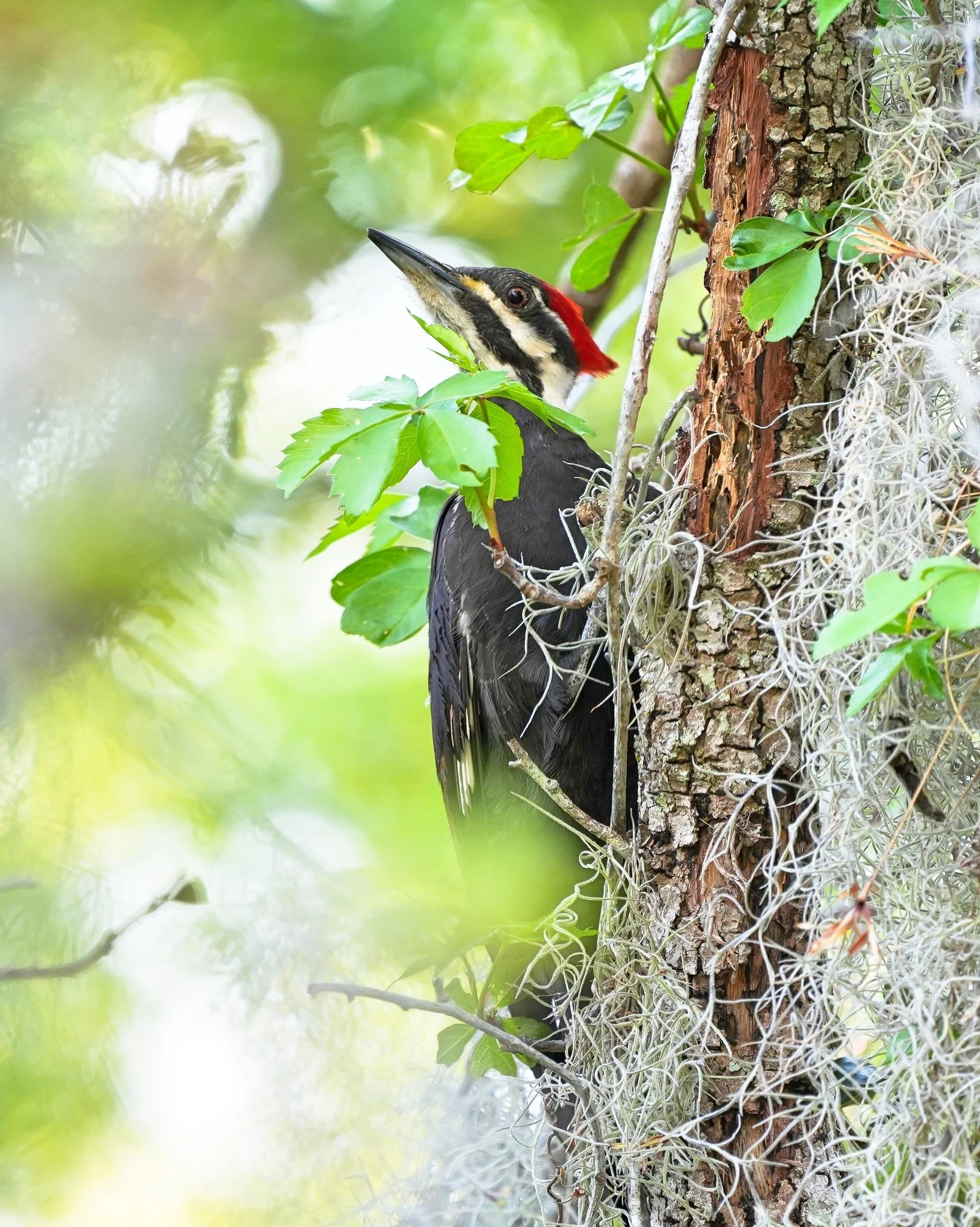 2026-3-26 - Pileated Woodpecker in front yard.jpg