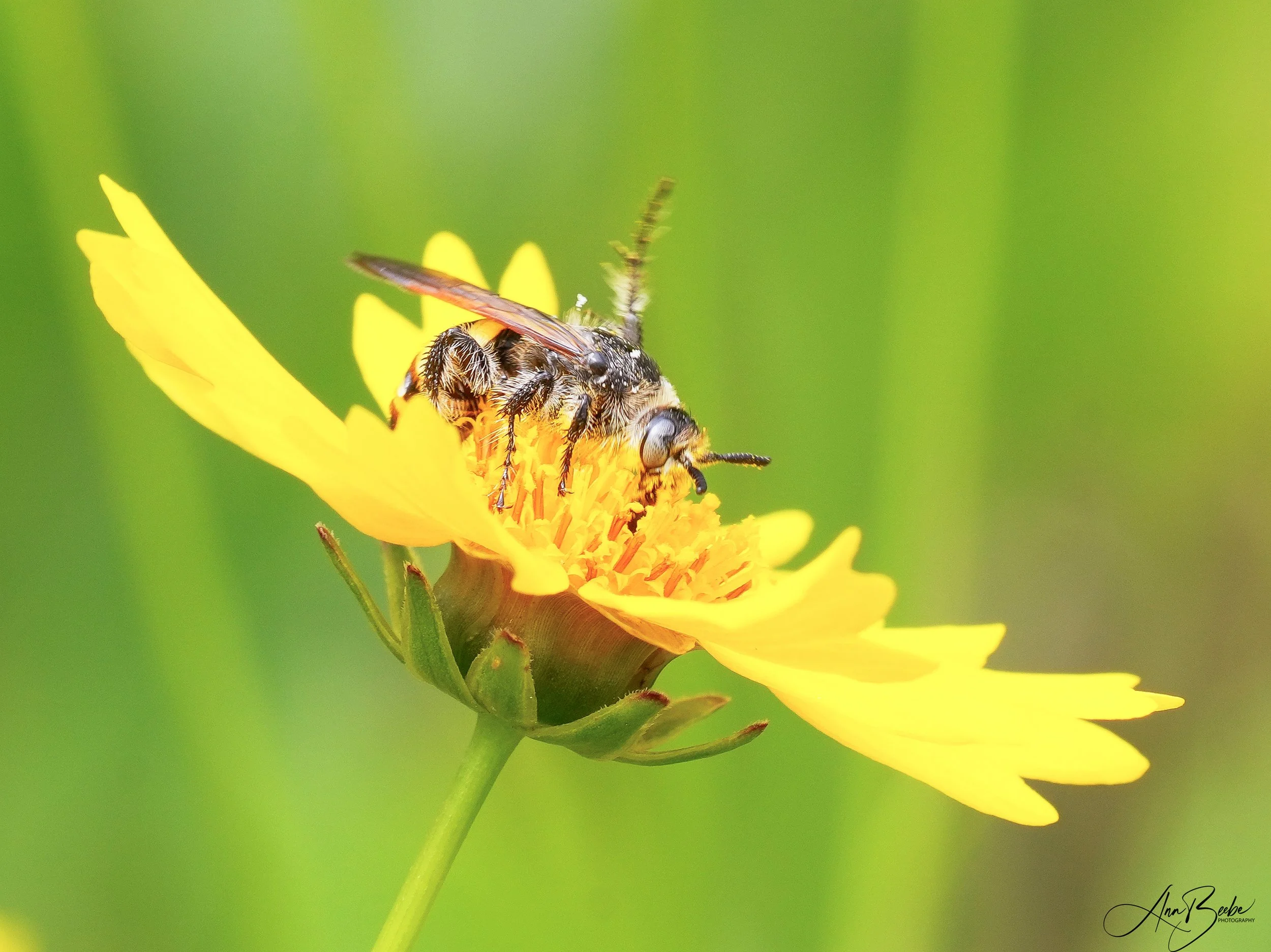 Leafcutter bee on yellow flower - signed.jpg