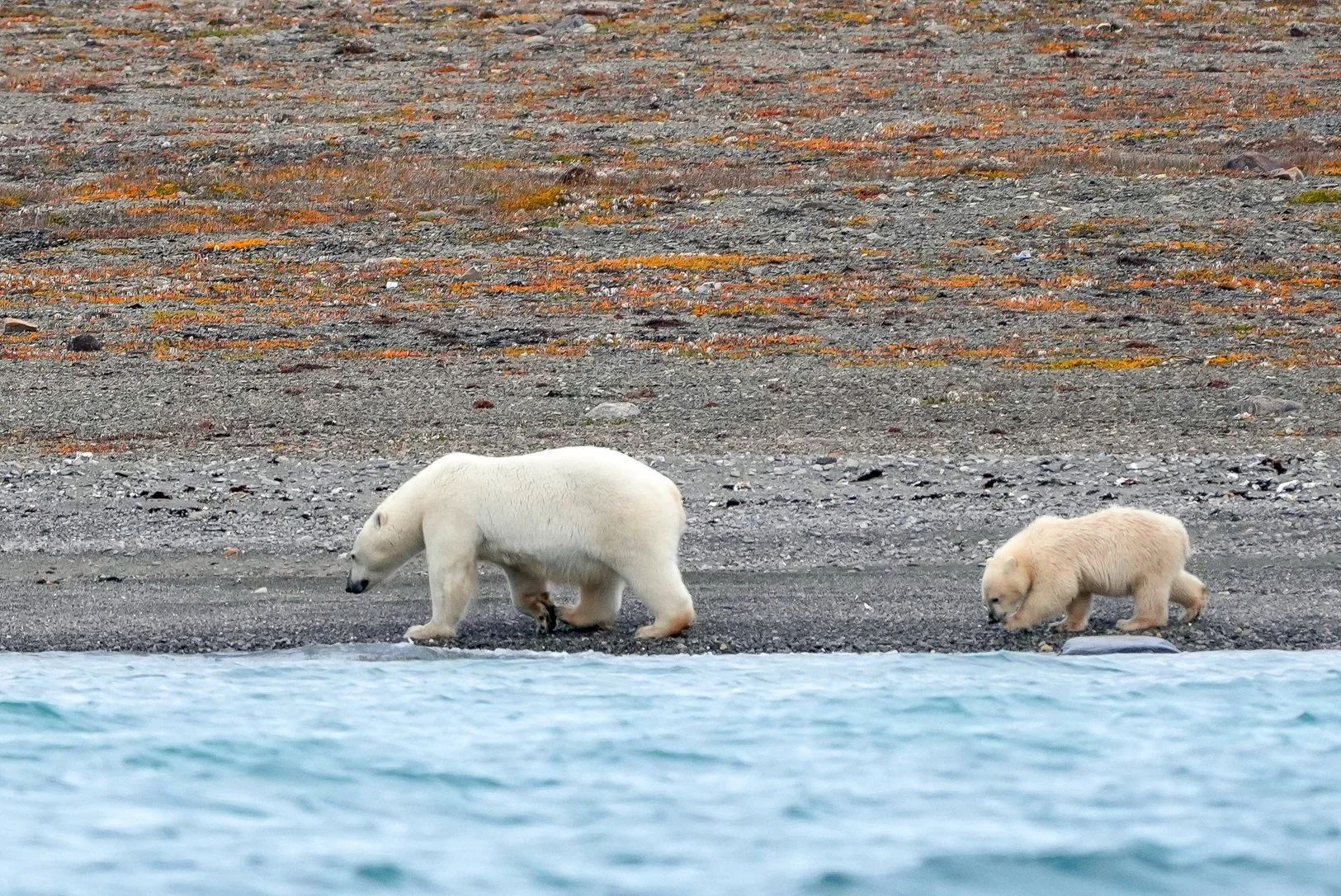 2026-8-23 - Coningham Bay - Zodiac trip - Polar Bear Mama and Cub walking along shore 3  small.jpg