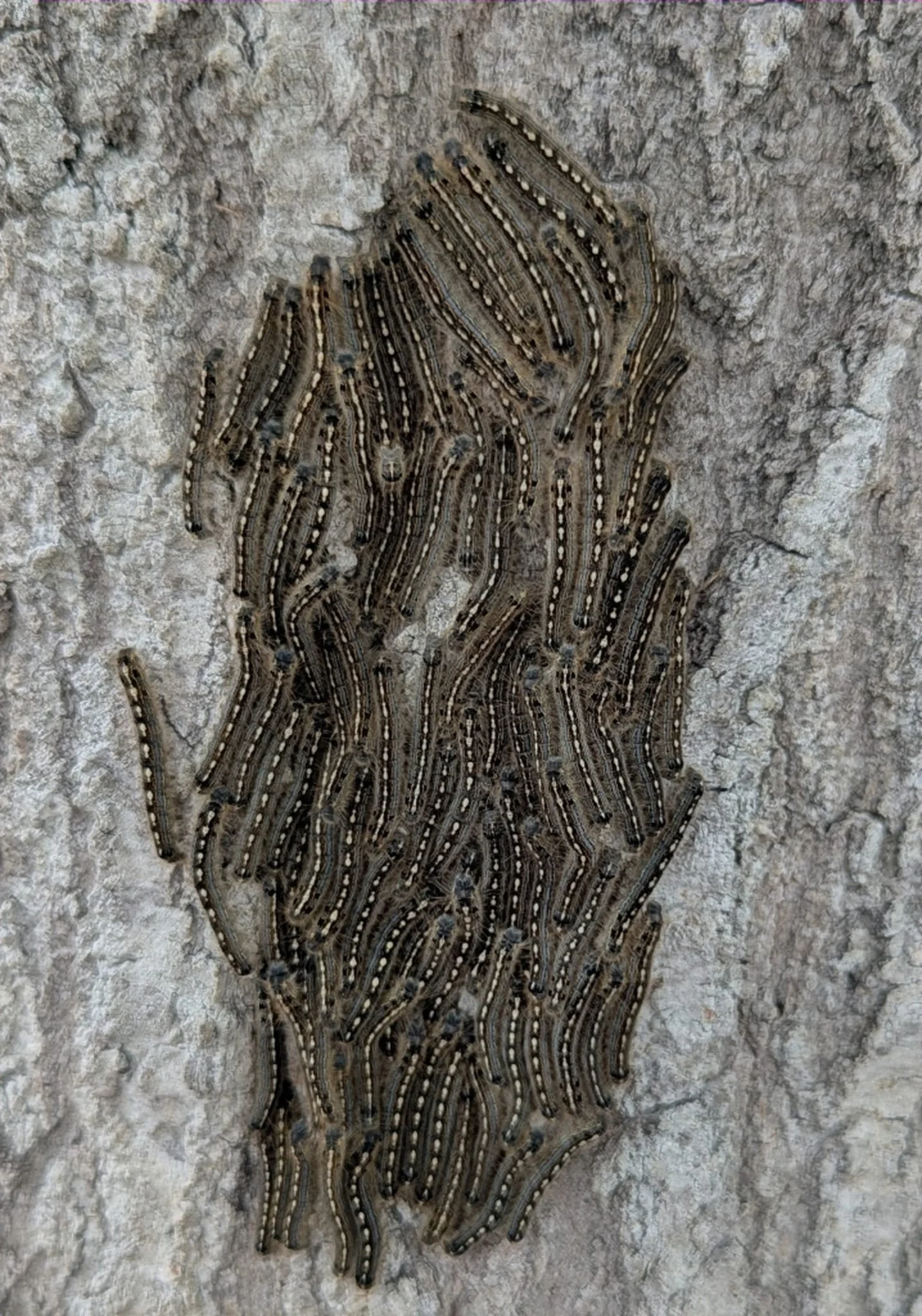 2026-3-24 - Forest Tent Caterpillars at vets office.jpg