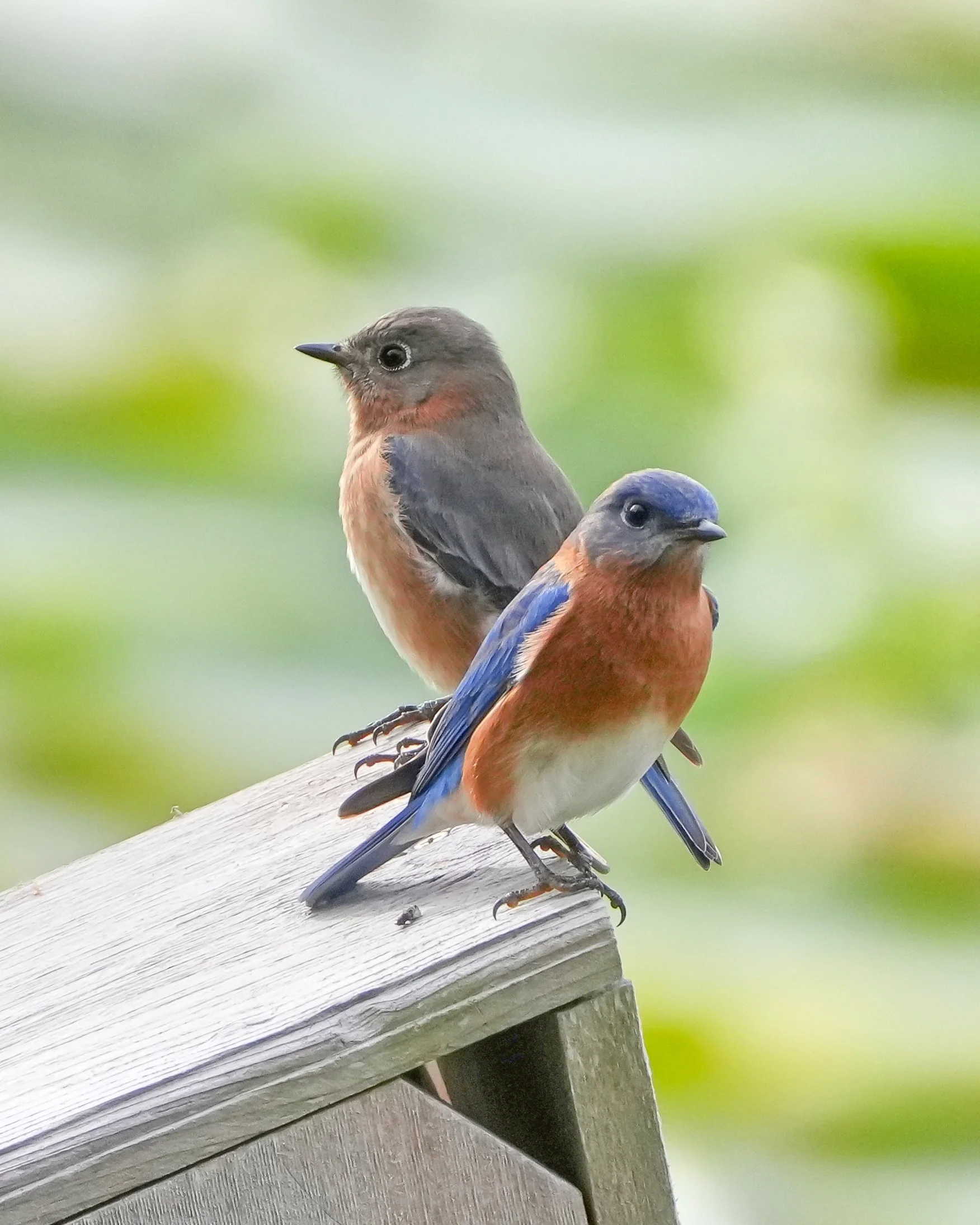 2026-1-2 - Eustis FL - Eastern Bluebirds at nest box 000.jpg