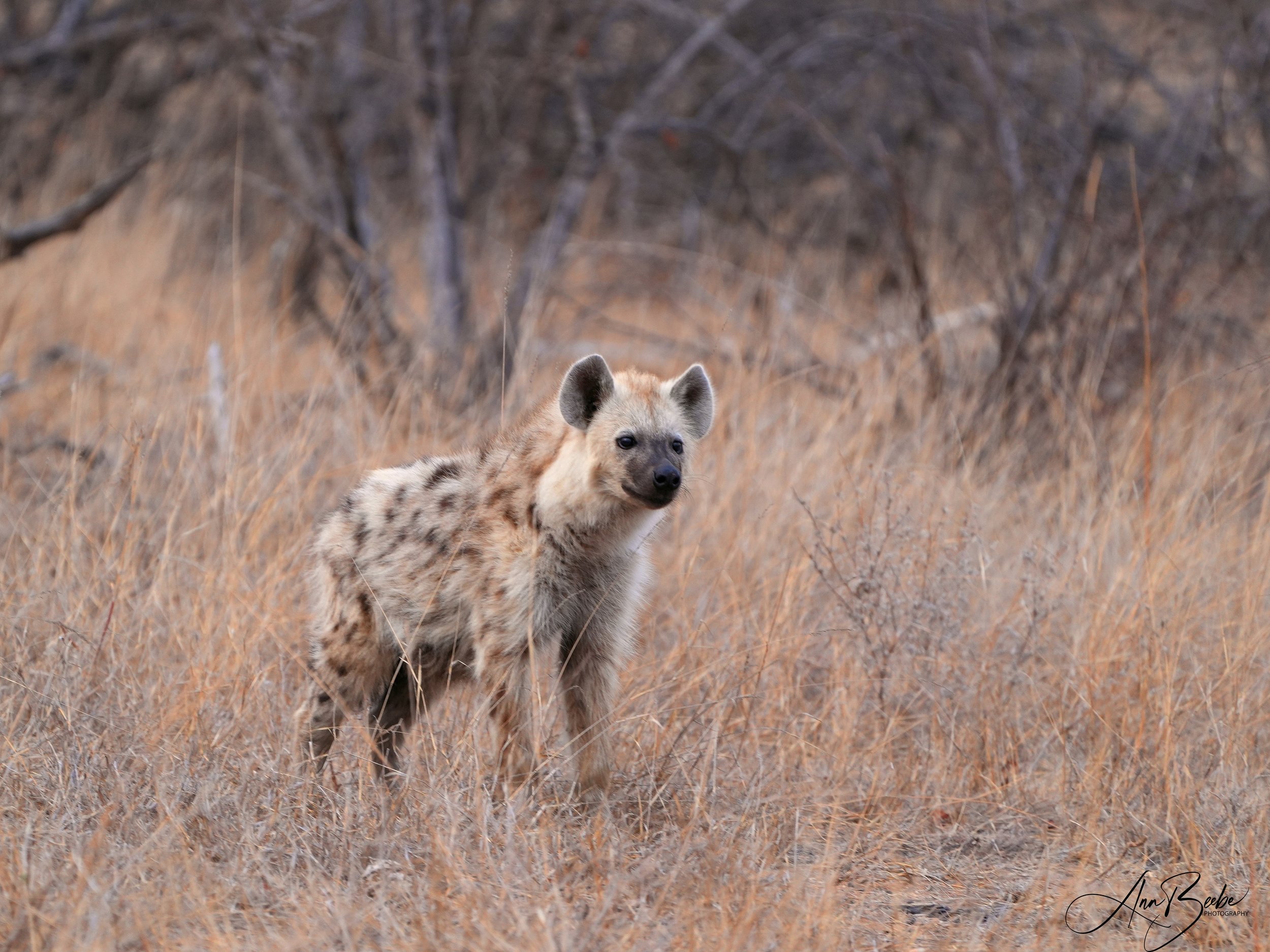 Hyena juvenile - Sausage Tree - signed.jpg