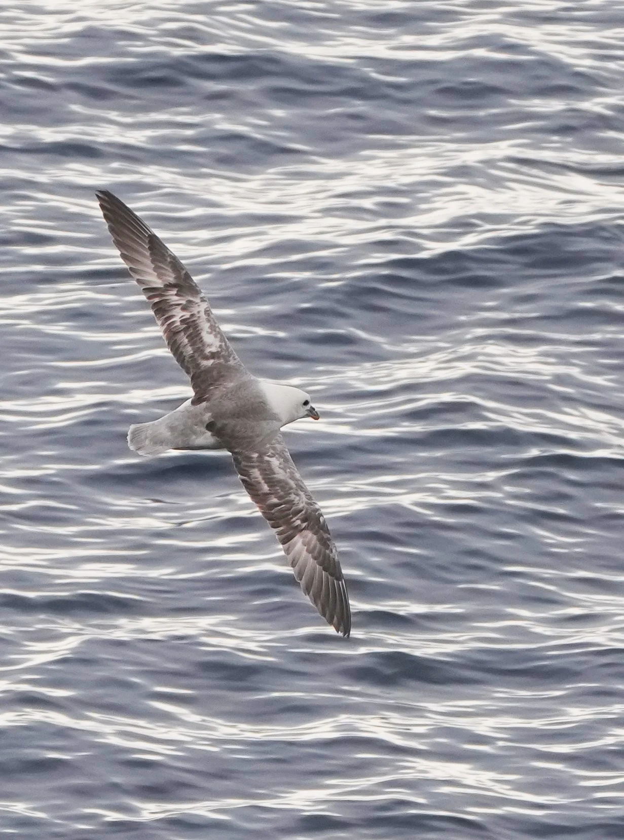 2026-8-30 - Baffin Bay - Northern Fulmar in flight 5.JPG