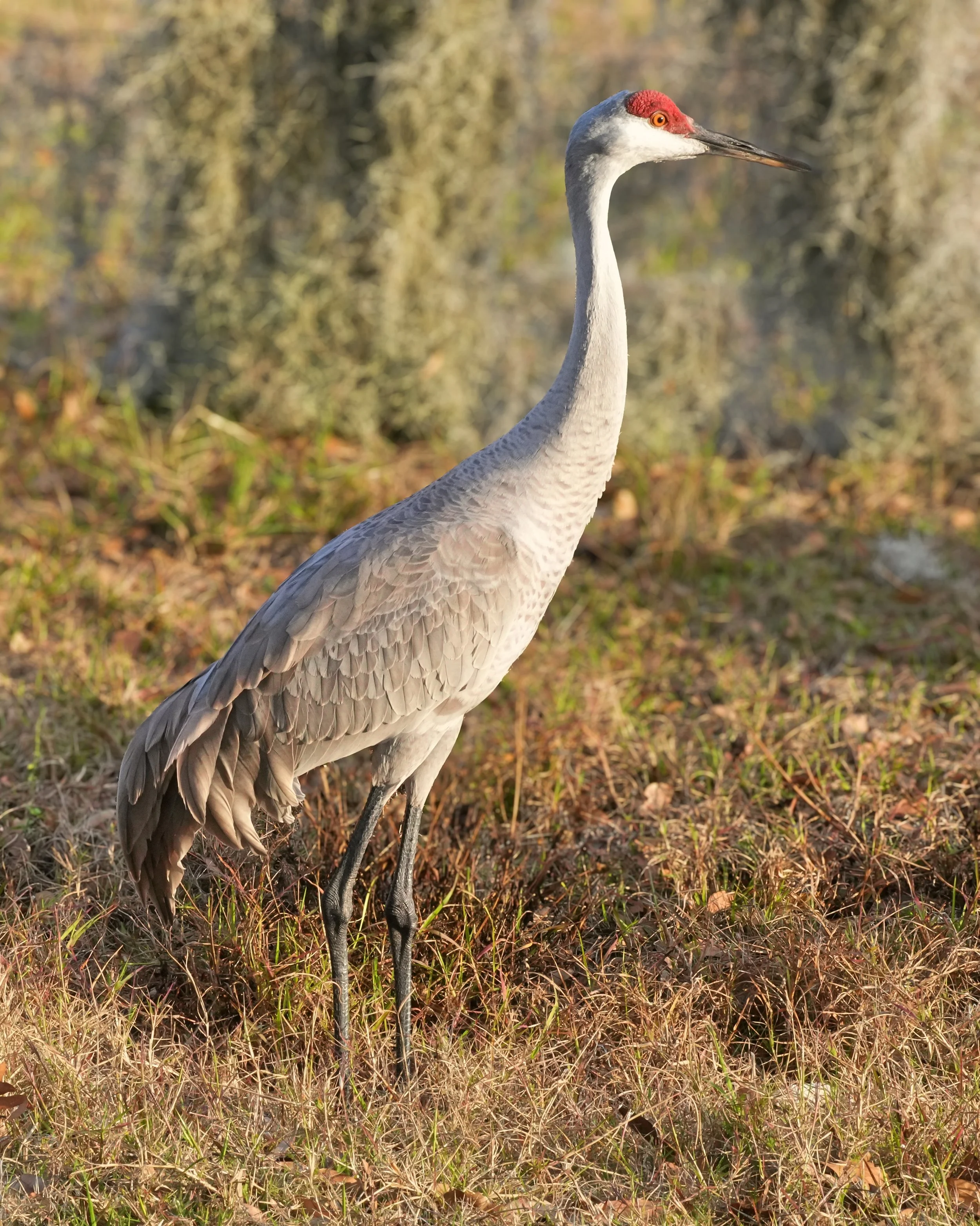 Day 25: Sandhill Crane