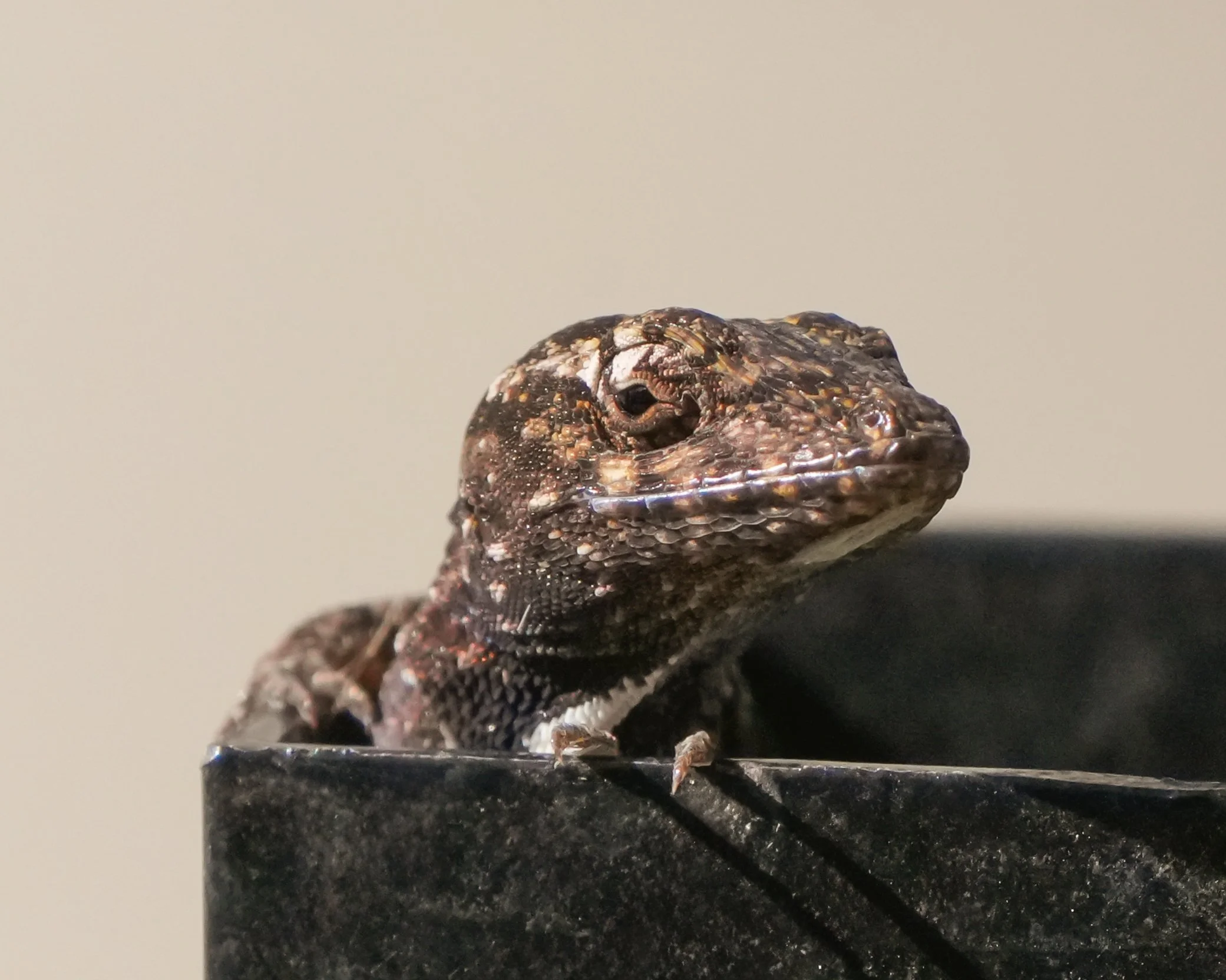 2026-1-10 - Brown Anole Lizard in the fence post 1 (1).jpg