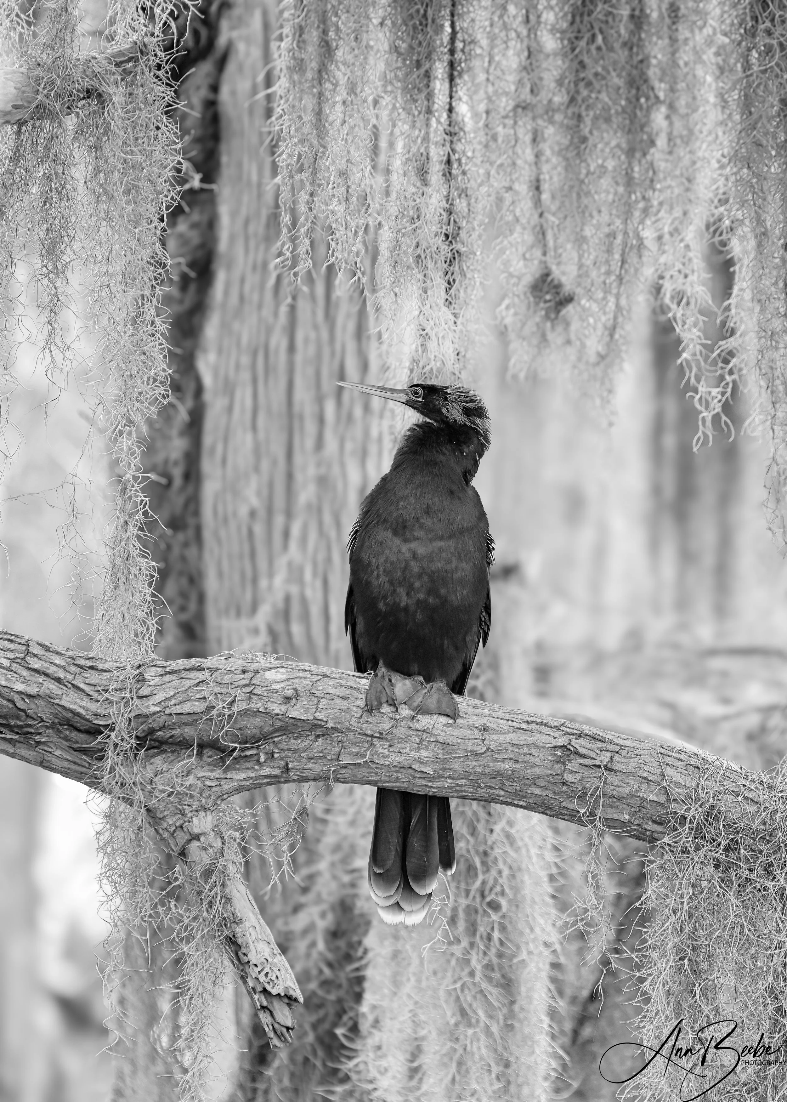 2026-3-1 - Anhinga in the moss - male 1 BW.jpg