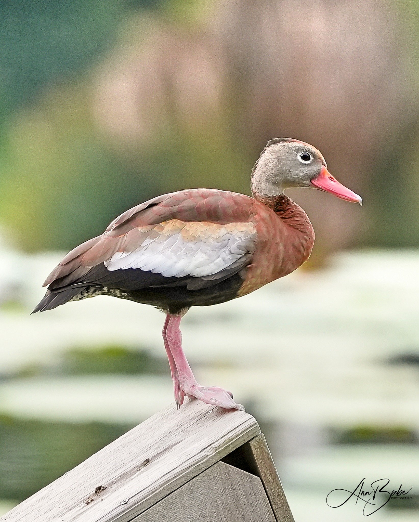 2026-4-19 - Black-bellied Whistling Duck on my dock.jpg