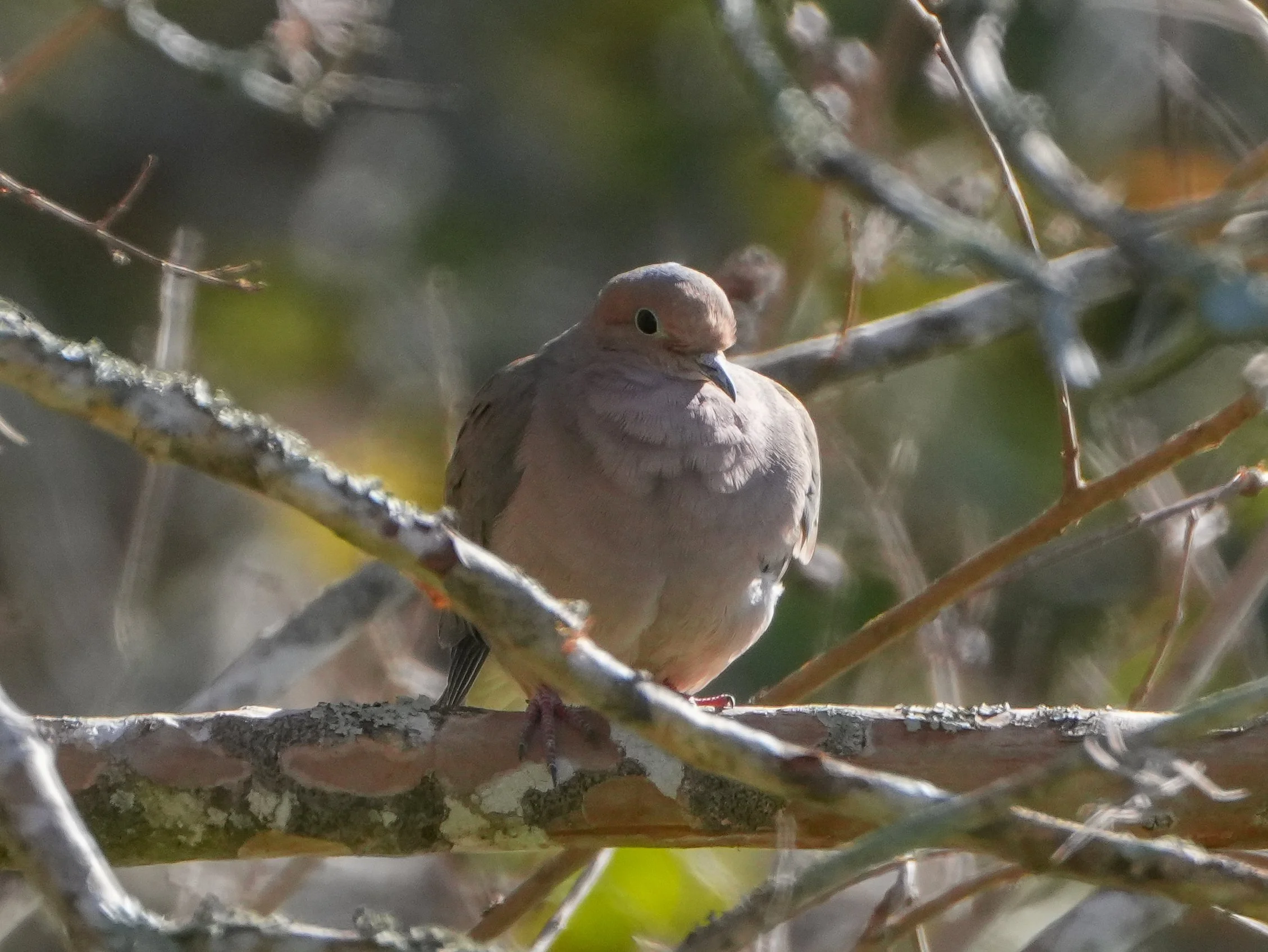 2026-1-1 - Eustis FL - Mourning Dove 1.jpg