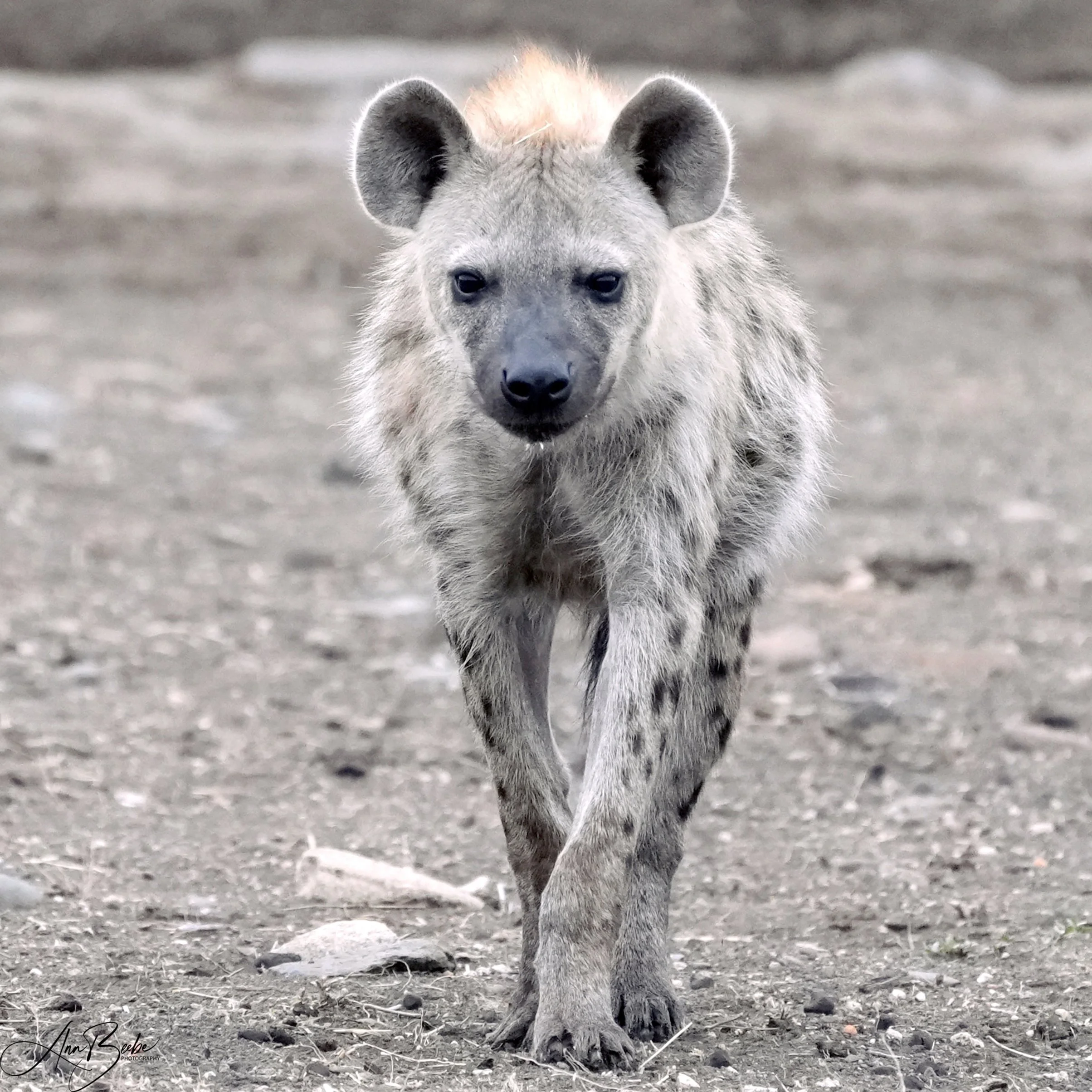 Hyena 0 - Kruger - signed.jpg