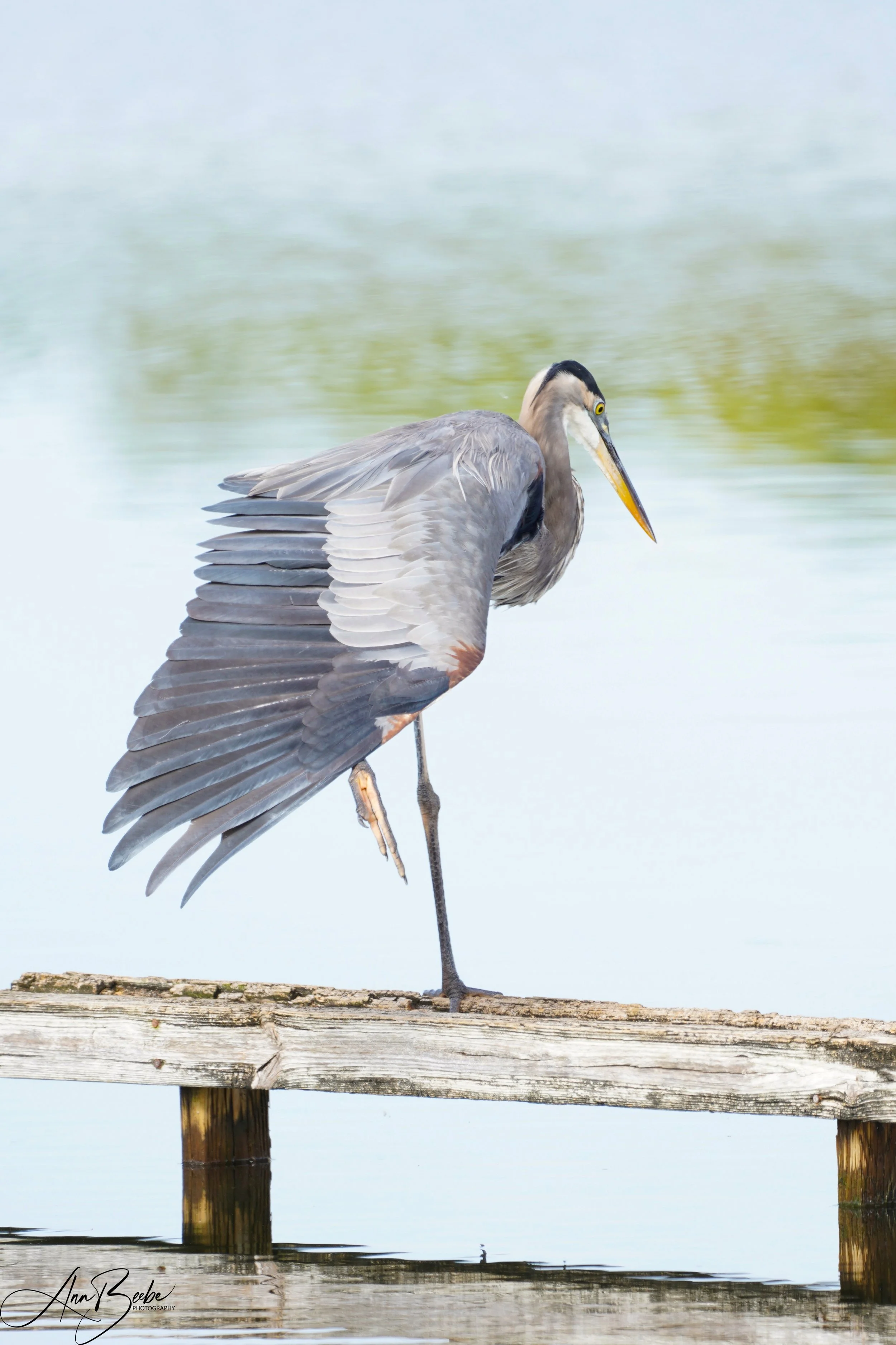 Great Blue Heron - signed.jpg
