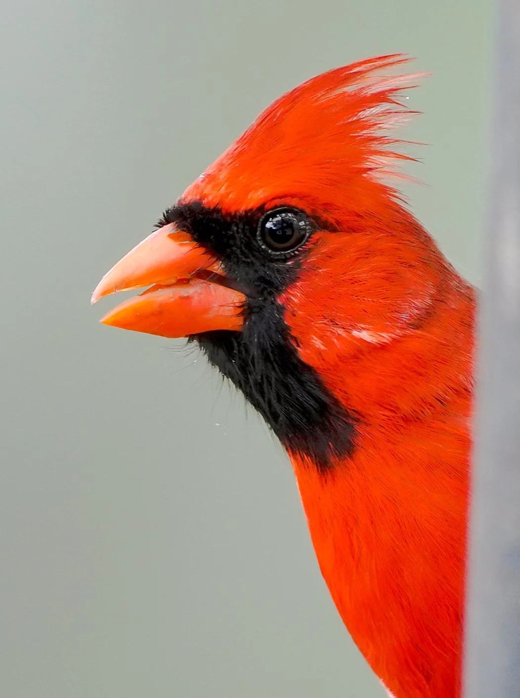2026-3-30 - Male Cardinal.jpg