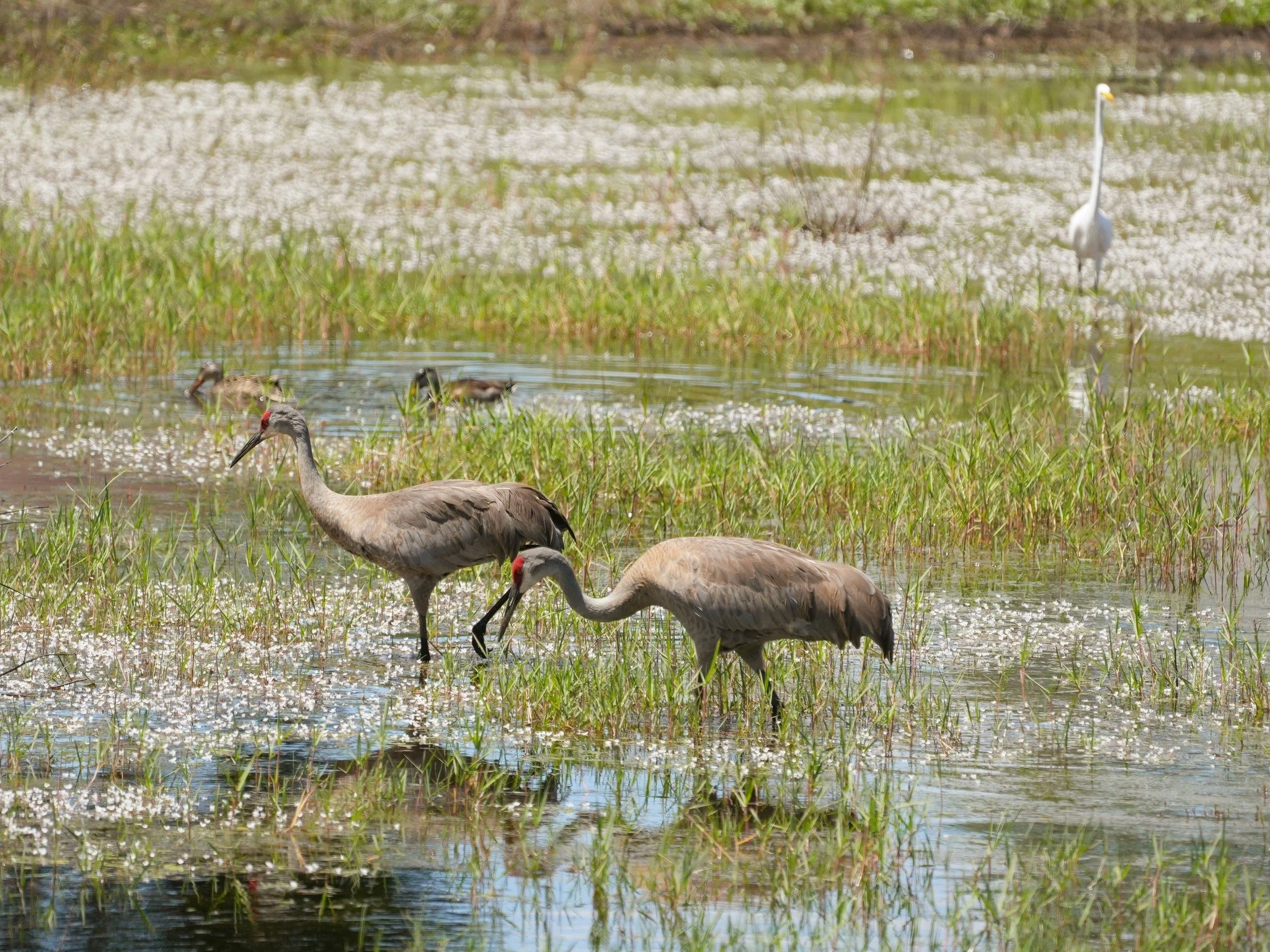 2026-4-11 - Retention pond with Sandhill Cranes and other birds.jpg