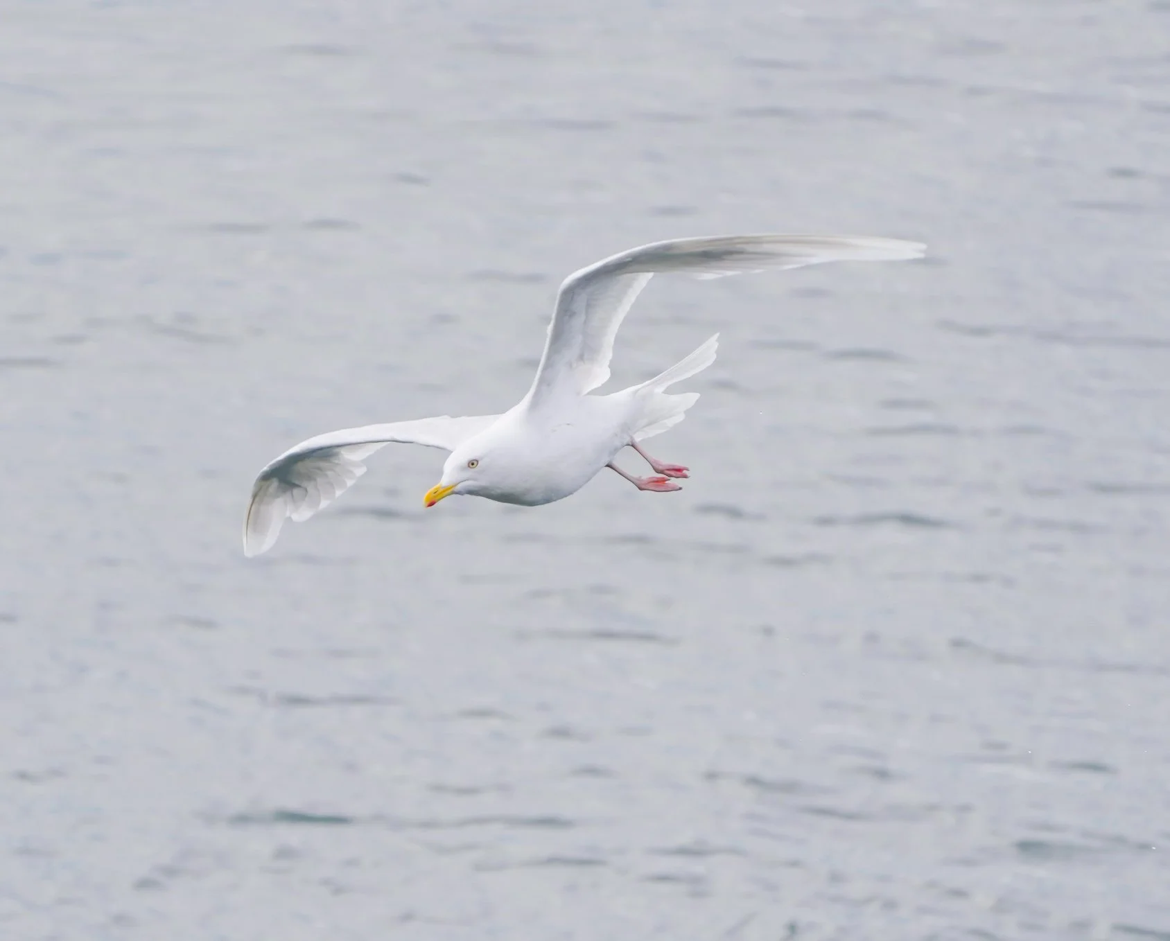 2026-8-31 - Ilulissat - what bird gulls 0.jpg